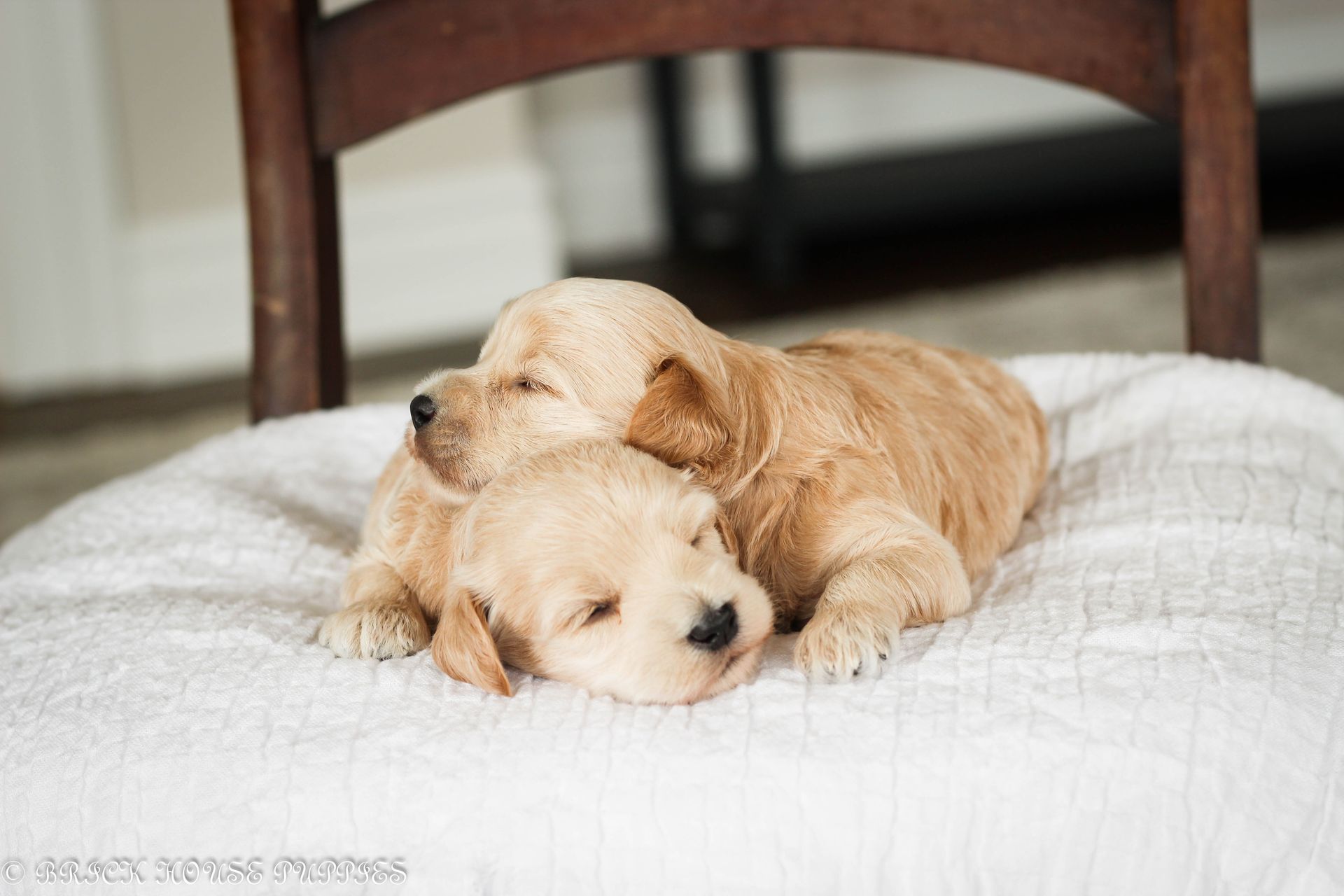 maltipoo puppies for sale, maltipoo puppies, maltese poodle, maltipoo, teddybear puppies for sale, teddybear puppies, puppies for sale, maltipoo breeder, multipoo puppies, multipooh, breeder of ,maltipoo puppies, multipoo puppies for sale, multipoo puppies, multipoo, multipoo breeder