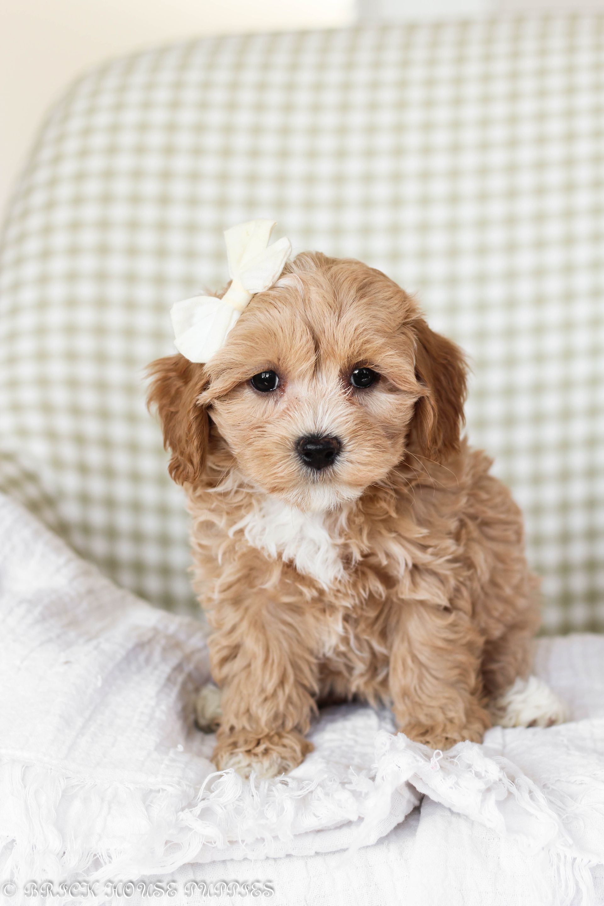 maltipoo puppies for sale, maltipoo puppies, maltese poodle, maltipoo, teddybear puppies for sale, teddybear puppies, puppies for sale, maltipoo breeder, multipoo puppies, multipooh, breeder of ,maltipoo puppies