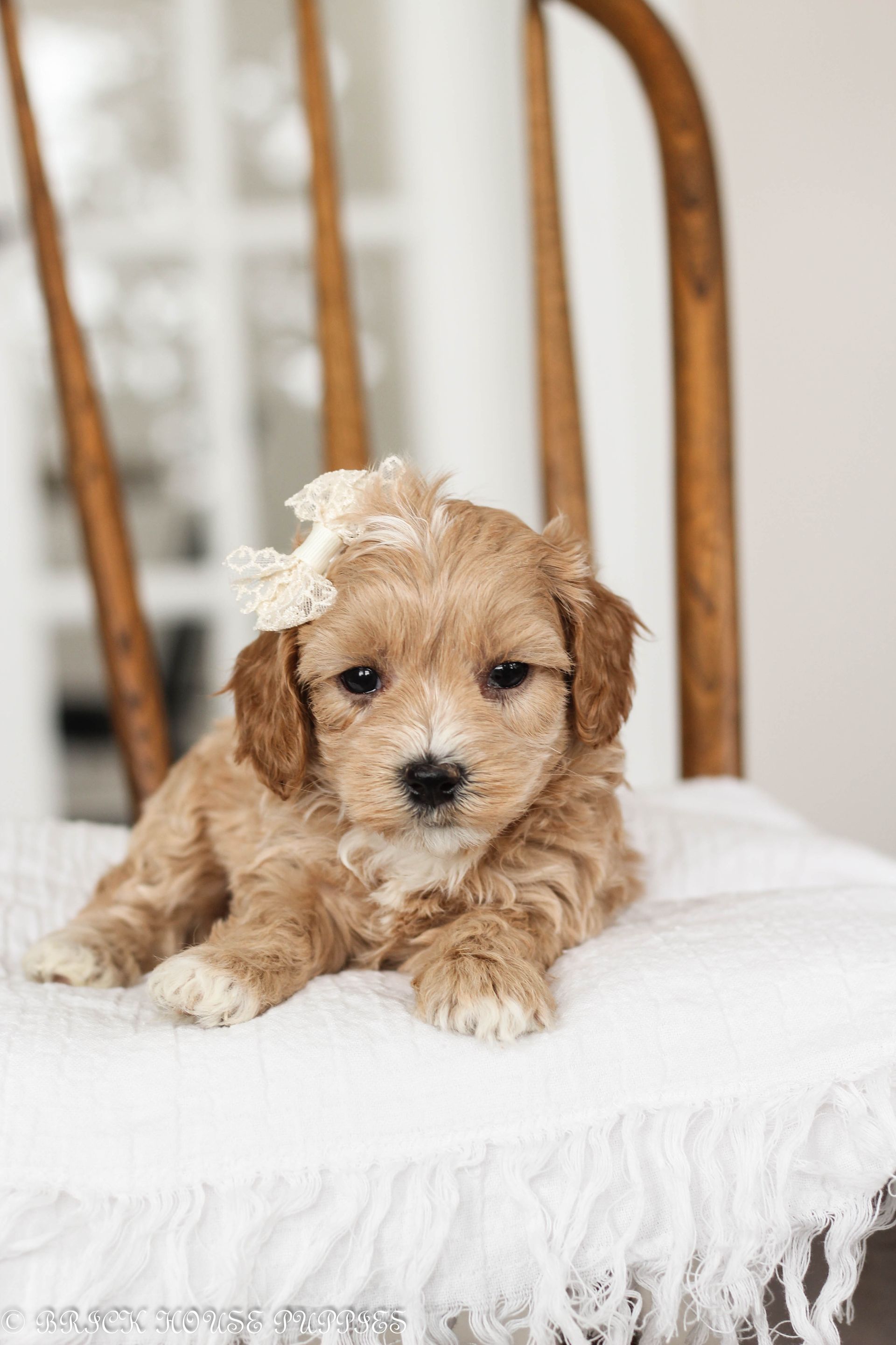 maltipoo puppies for sale, maltipoo puppies, maltese poodle, maltipoo, teddybear puppies for sale, teddybear puppies, puppies for sale, maltipoo breeder, multipoo puppies, multipooh, breeder of ,maltipoo puppies