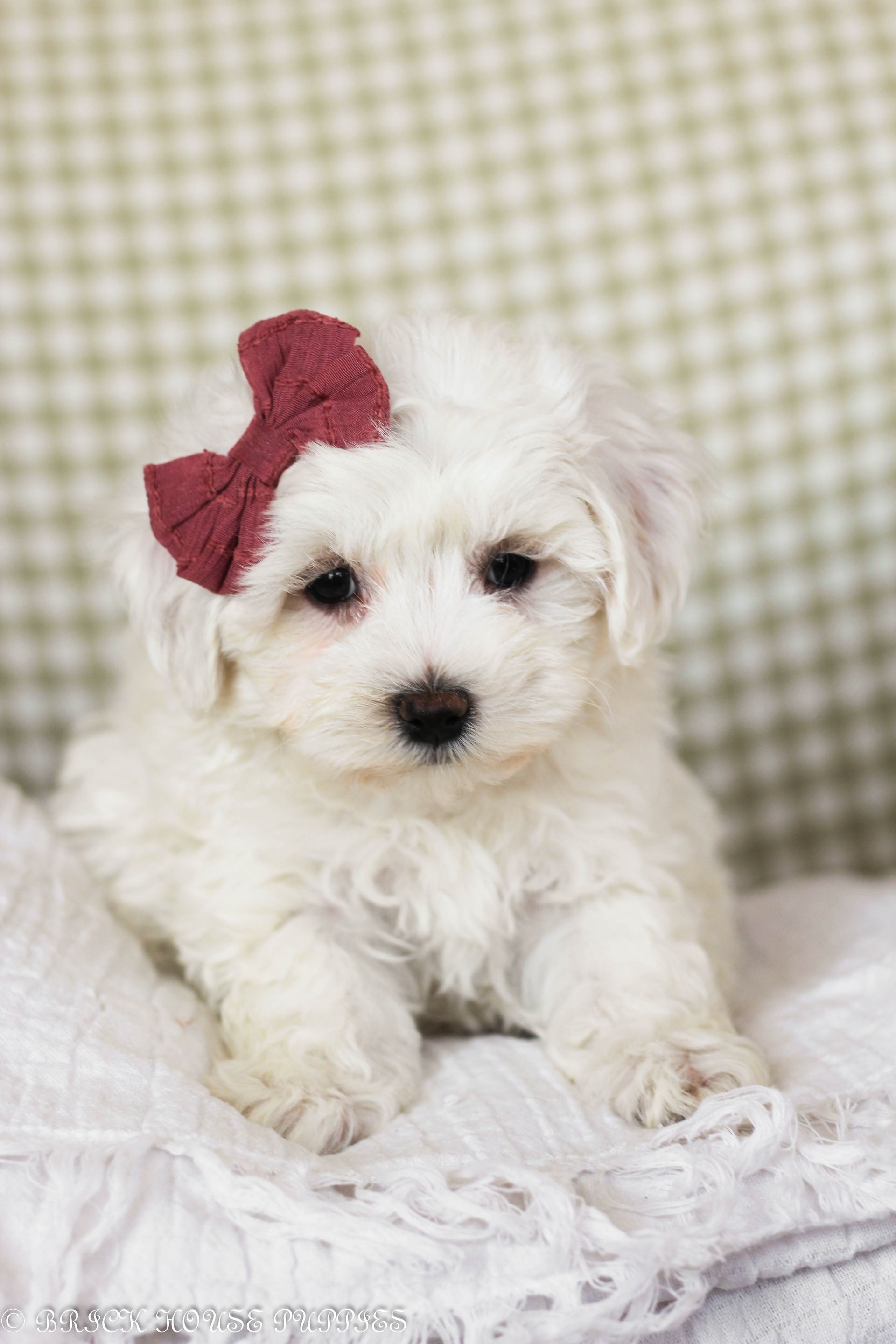 maltipoo puppies for sale, maltipoo puppies, maltese poodle, maltipoo, teddybear puppies for sale, teddybear puppies, puppies for sale, maltipoo breeder, multipoo puppies, multipooh, breeder of ,maltipoo puppies
