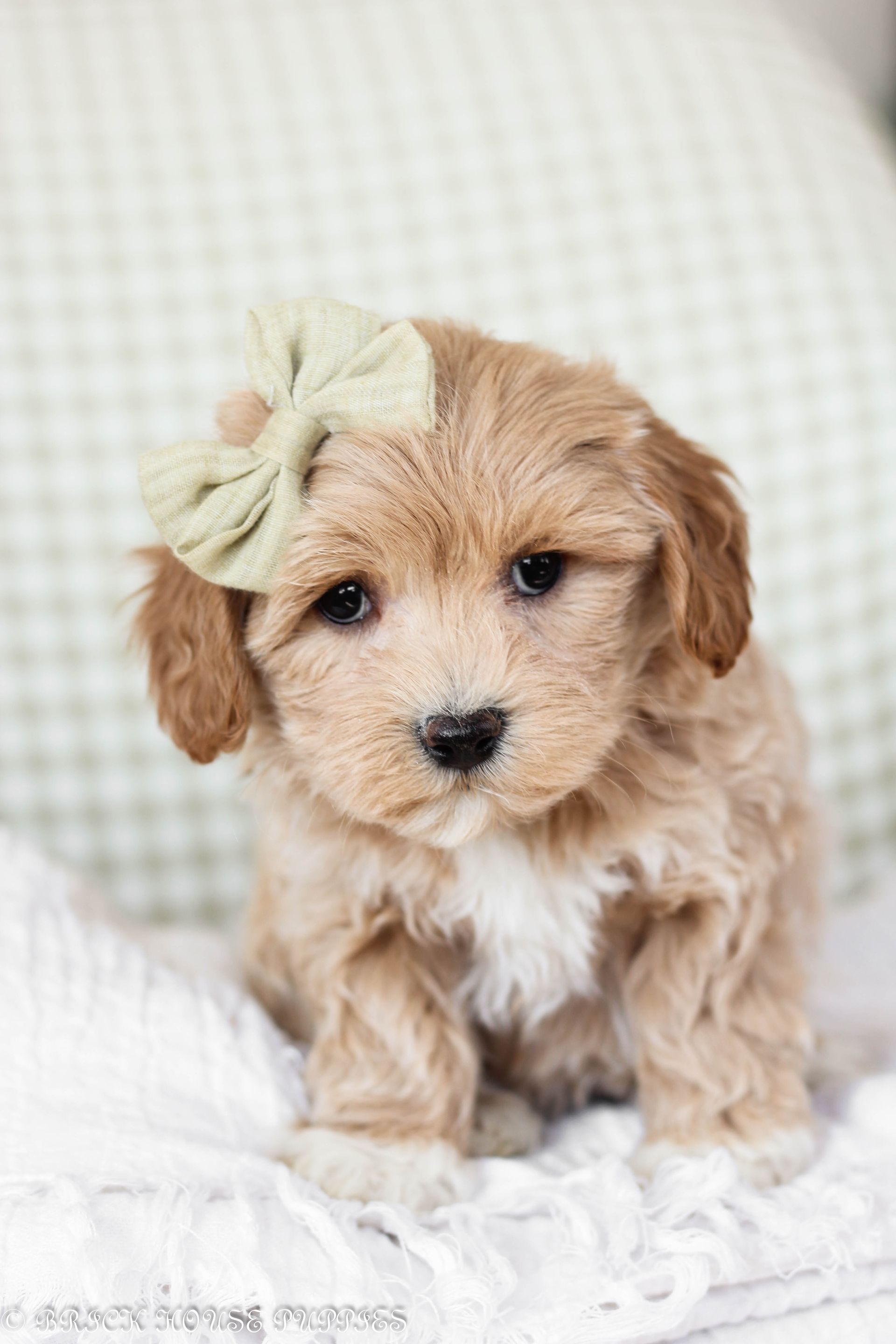 maltipoo puppies for sale, maltipoo puppies, maltese poodle, maltipoo, teddybear puppies for sale, teddybear puppies, puppies for sale, maltipoo breeder, multipoo puppies, multipooh, breeder of ,maltipoo puppies, 