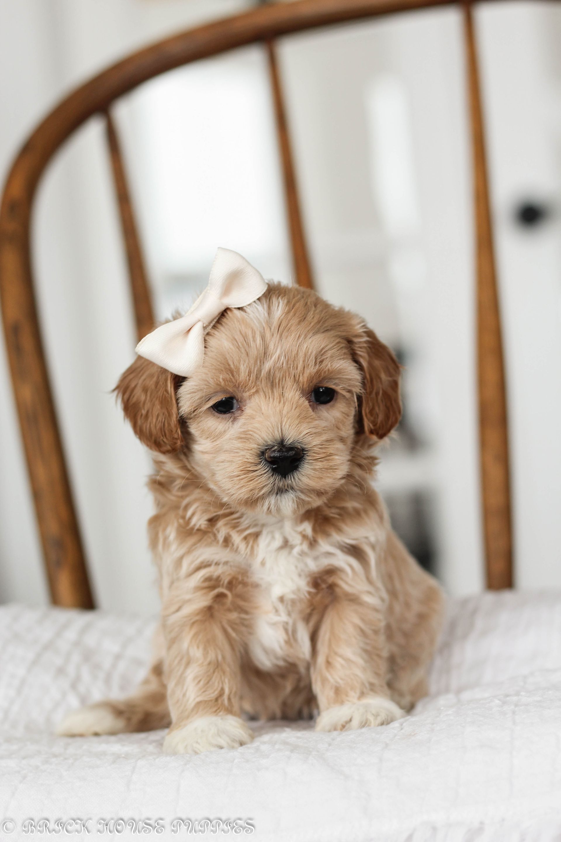 maltipoo puppies for sale, maltipoo puppies, maltese poodle, maltipoo, teddybear puppies for sale, teddybear puppies, puppies for sale, maltipoo breeder, multipoo puppies, multipooh, breeder of ,maltipoo puppies, 