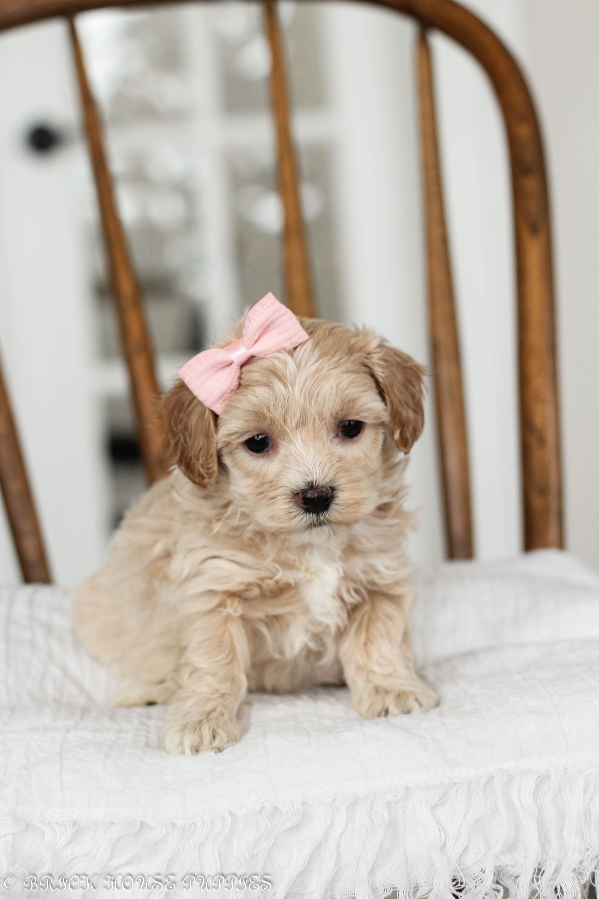 maltipoo puppies for sale, maltipoo puppies, maltese poodle, maltipoo, teddybear puppies for sale, teddybear puppies, puppies for sale, maltipoo breeder, multipoo puppies, multipooh, breeder of ,maltipoo puppies