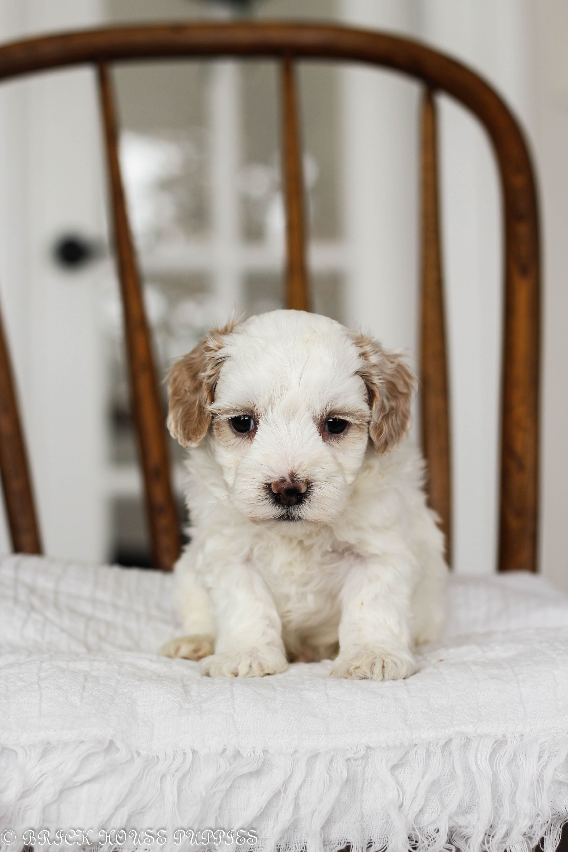 maltipoo puppies for sale, maltipoo puppies, maltese poodle, maltipoo, teddybear puppies for sale, teddybear puppies, puppies for sale, maltipoo breeder, multipoo puppies, multipooh, breeder of ,maltipoo puppies