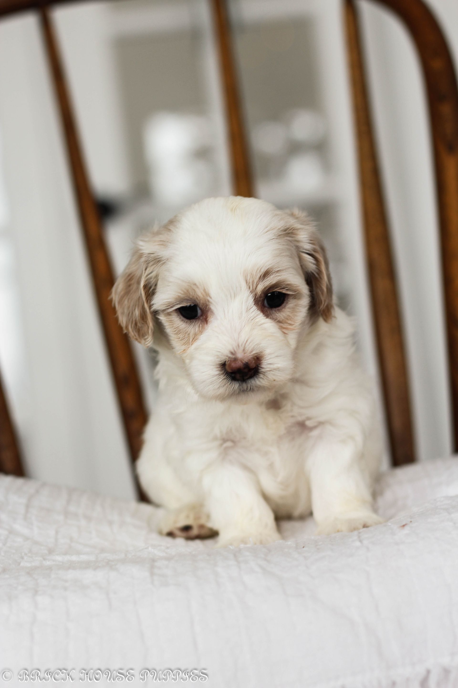 maltipoo puppies for sale, maltipoo puppies, maltese poodle, maltipoo, teddybear puppies for sale, teddybear puppies, puppies for sale, maltipoo breeder, multipoo puppies, multipooh, breeder of ,maltipoo puppies