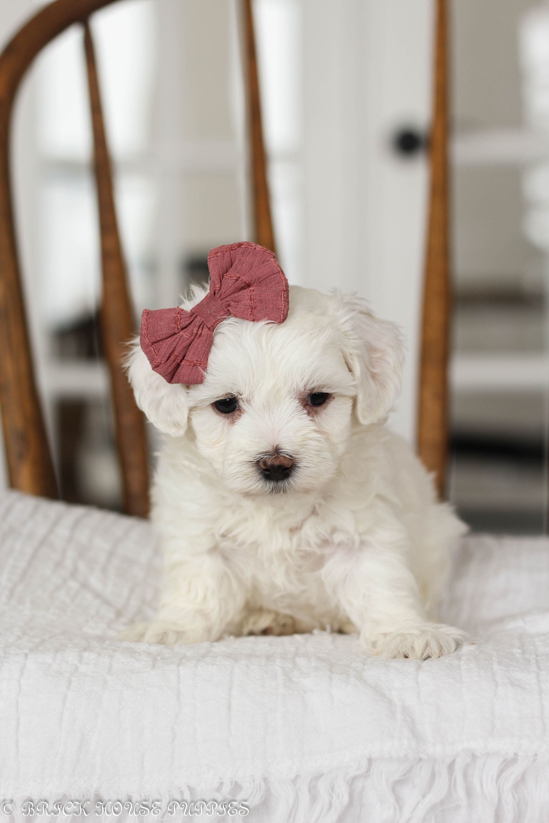 maltipoo puppies for sale, maltipoo puppies, maltese poodle, maltipoo, teddybear puppies for sale, teddybear puppies, puppies for sale, maltipoo breeder, multipoo puppies, multipooh, breeder of ,maltipoo puppies