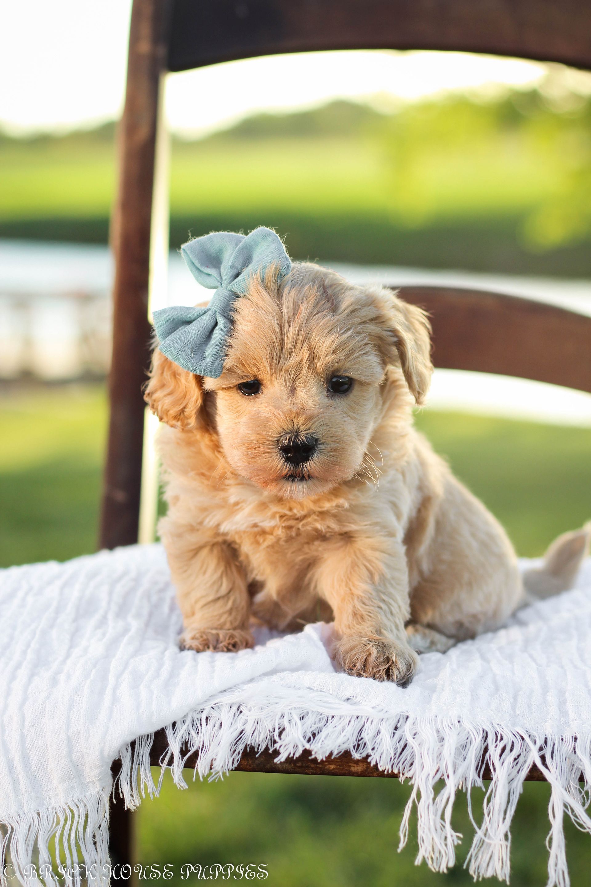maltipoo puppies for sale, maltipoo puppies, maltese poodle, maltipoo, teddybear puppies for sale, teddybear puppies, puppies for sale, maltipoo breeder, multipoo puppies, multipooh, breeder of ,maltipoo puppies, multipoo puppies for sale, multipoo puppies, multipoo, multipoo breeder