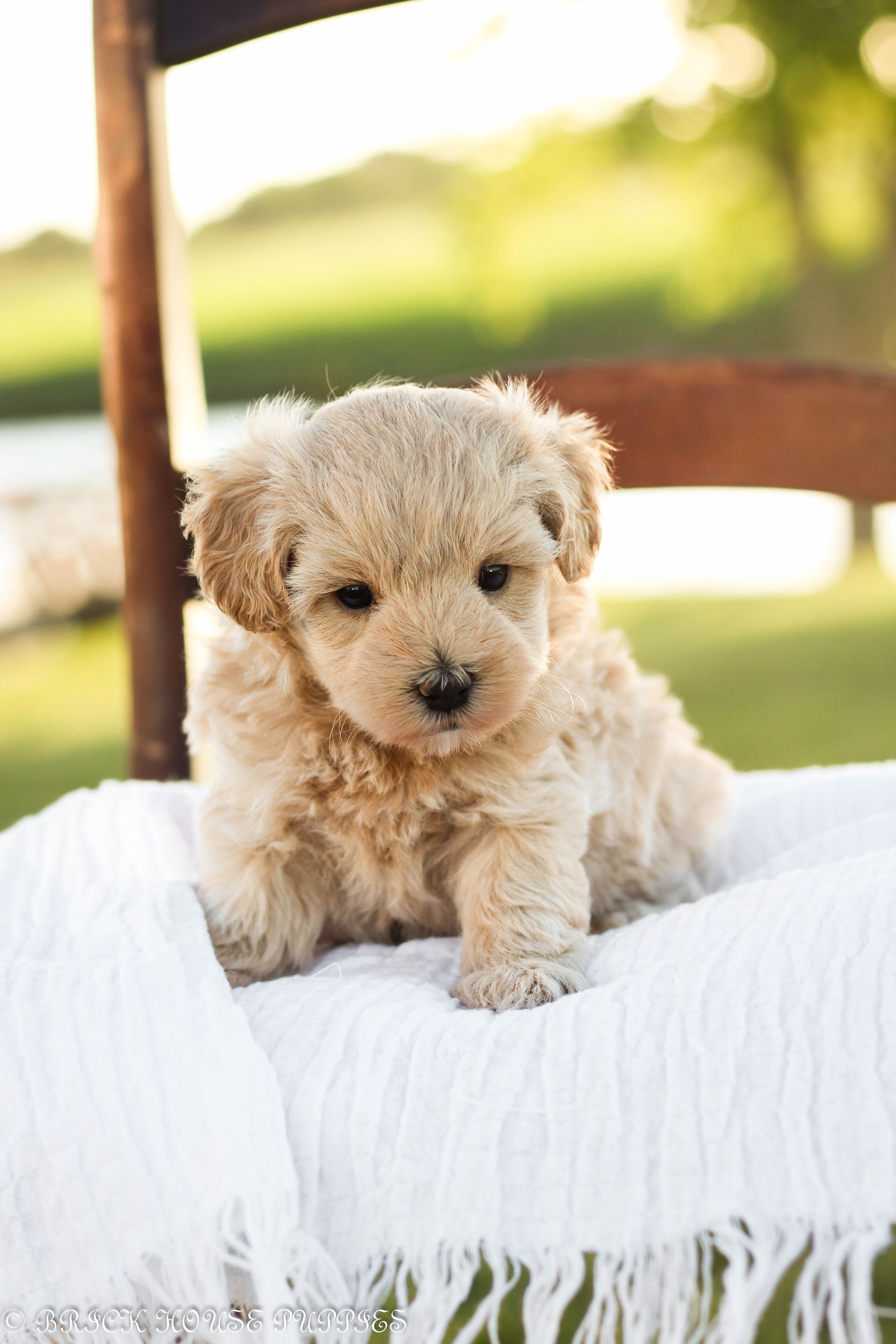 maltipoo puppies for sale, maltipoo puppies, maltese poodle, maltipoo, teddybear puppies for sale, teddybear puppies, puppies for sale, maltipoo breeder, multipoo puppies, multipooh, breeder of ,maltipoo puppies, multipoo puppies for sale, multipoo puppies, multipoo, multipoo breeder