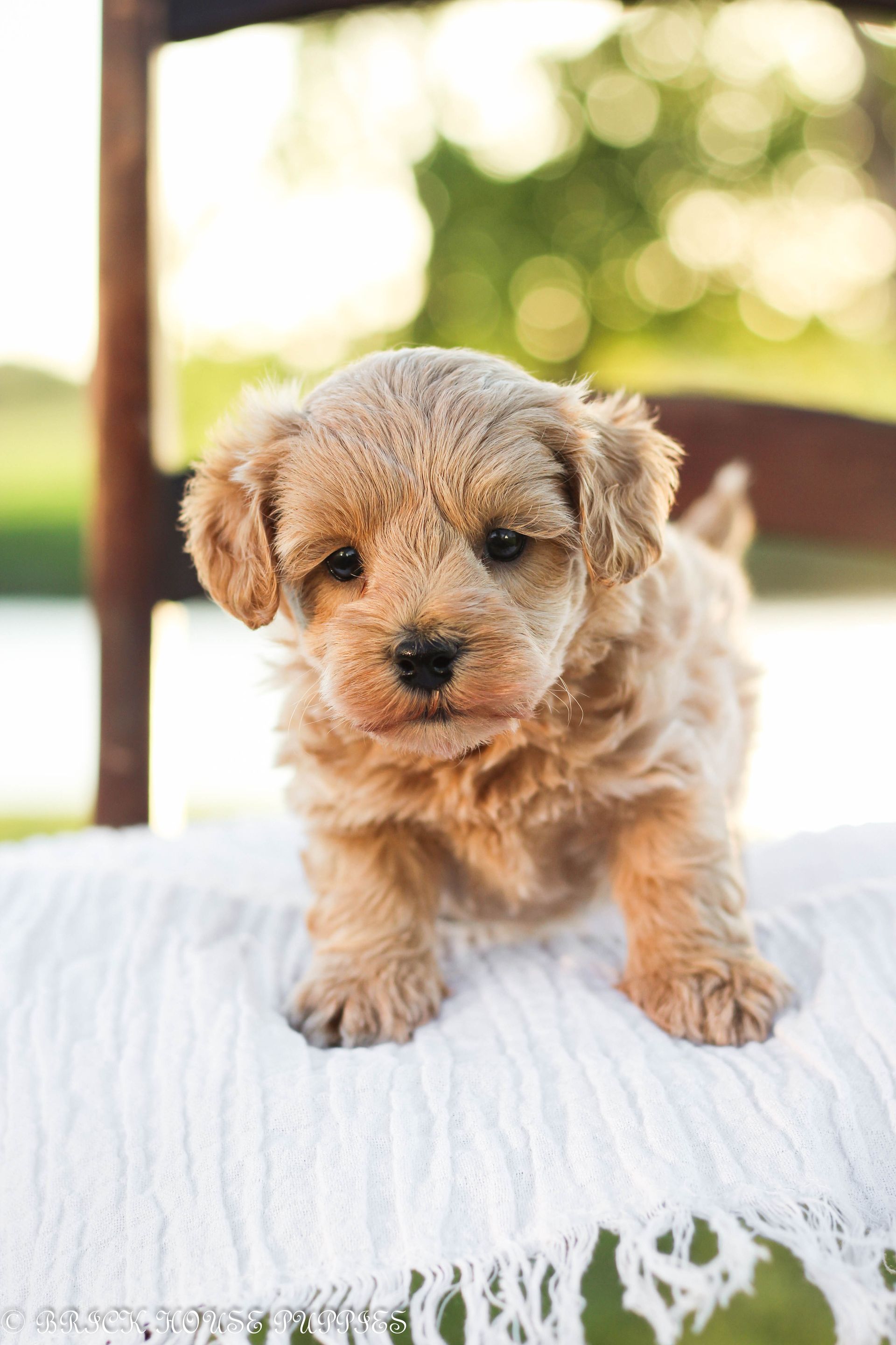 maltipoo puppies for sale, maltipoo puppies, maltese poodle, maltipoo, teddybear puppies for sale, teddybear puppies, puppies for sale, maltipoo breeder, multipoo puppies, multipooh, breeder of ,maltipoo puppies, multipoo puppies for sale, multipoo puppies, multipoo, multipoo breeder