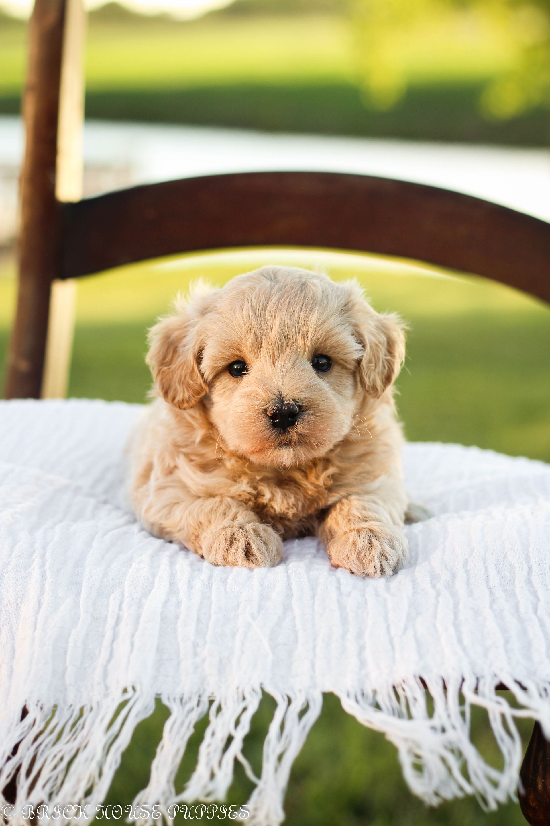 maltipoo puppies for sale, maltipoo puppies, maltese poodle, maltipoo, teddybear puppies for sale, teddybear puppies, puppies for sale, maltipoo breeder, multipoo puppies, multipooh, breeder of ,maltipoo puppies, multipoo puppies for sale, multipoo puppies, multipoo, multipoo breeder