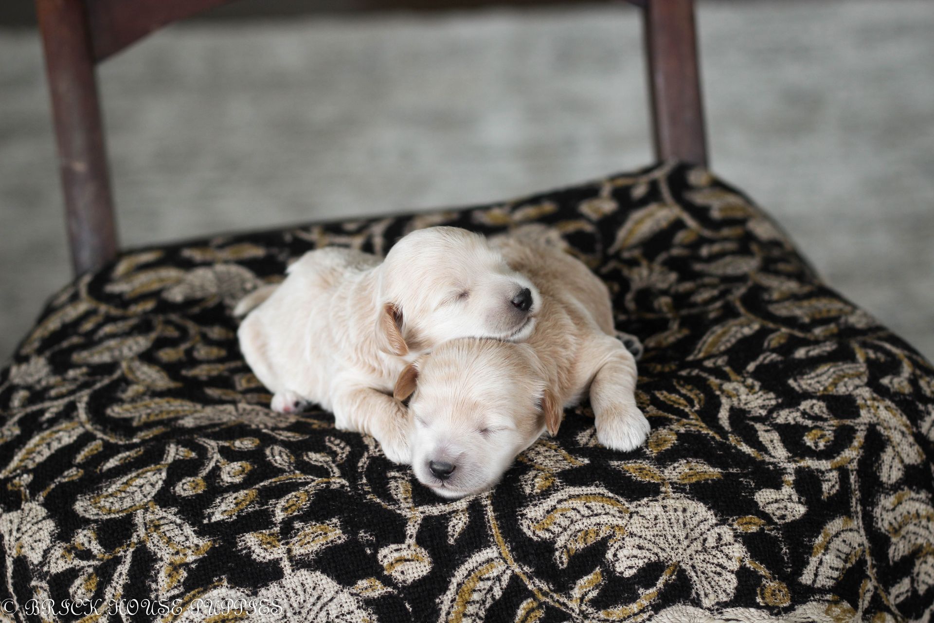 maltipoo puppies for sale, maltipoo puppies, maltese poodle, maltipoo, teddybear puppies for sale, teddybear puppies, puppies for sale, maltipoo breeder, multipoo puppies, multipooh, breeder of ,maltipoo puppies, multipoo puppies for sale, multipoo puppies, multipoo, multipoo breeder