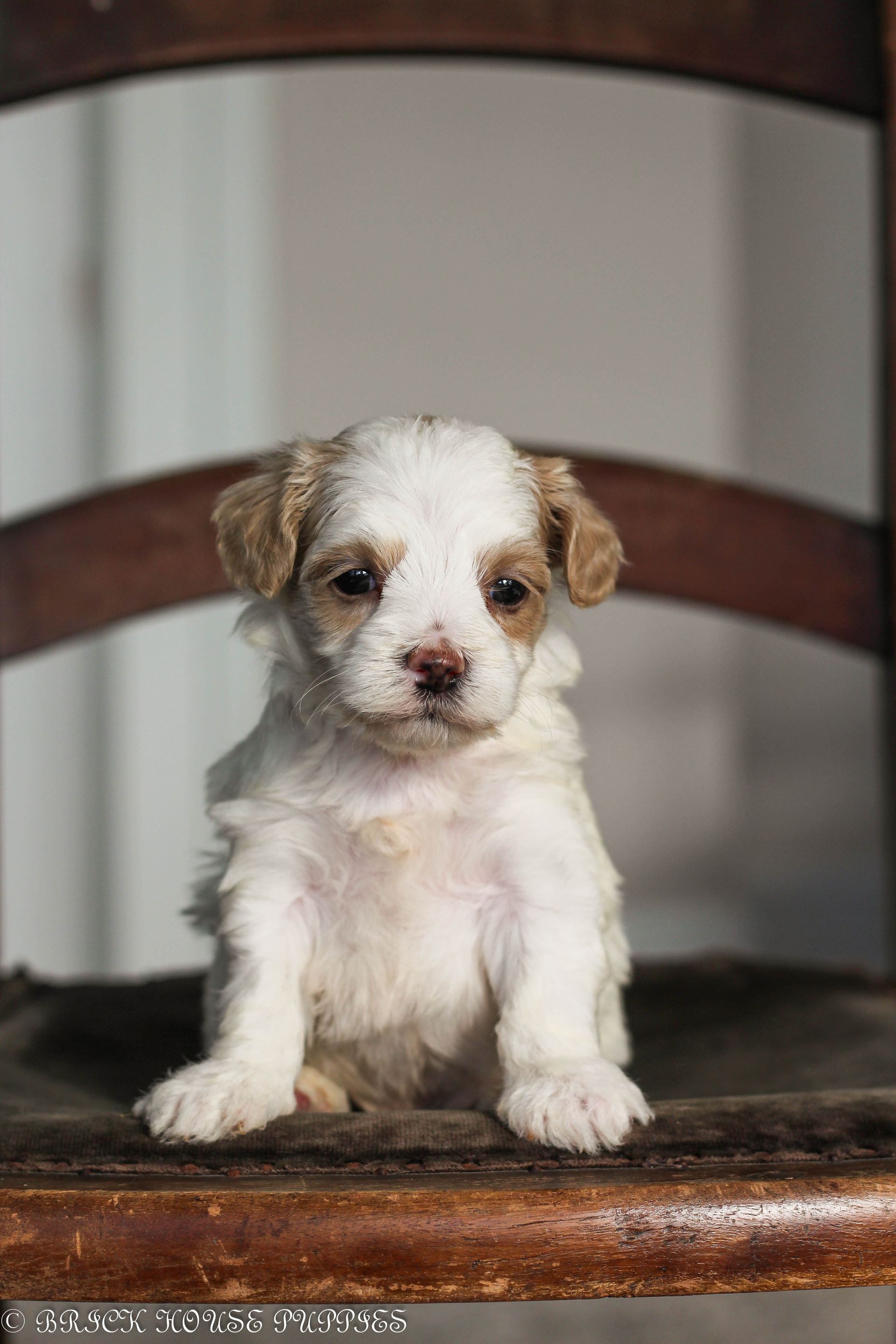 maltipoo puppies for sale, maltipoo puppies, maltese poodle, maltipoo, teddybear puppies for sale, teddybear puppies, puppies for sale, maltipoo breeder, multipoo puppies, multipooh, breeder of ,maltipoo puppies