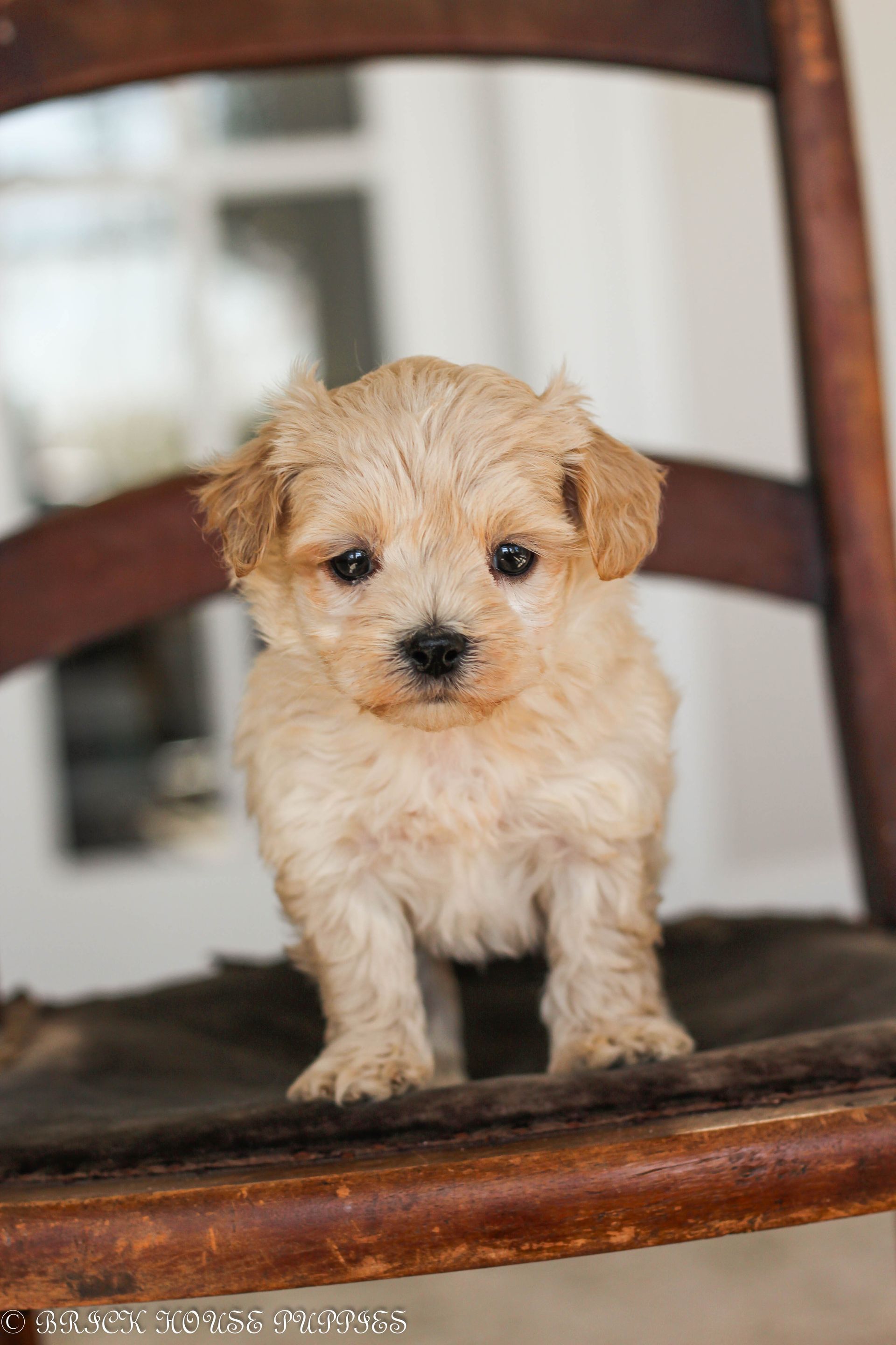 maltipoo puppies for sale, maltipoo puppies, maltese poodle, maltipoo, teddybear puppies for sale, teddybear puppies, puppies for sale, maltipoo breeder, multipoo puppies, multipooh, breeder of ,maltipoo puppies