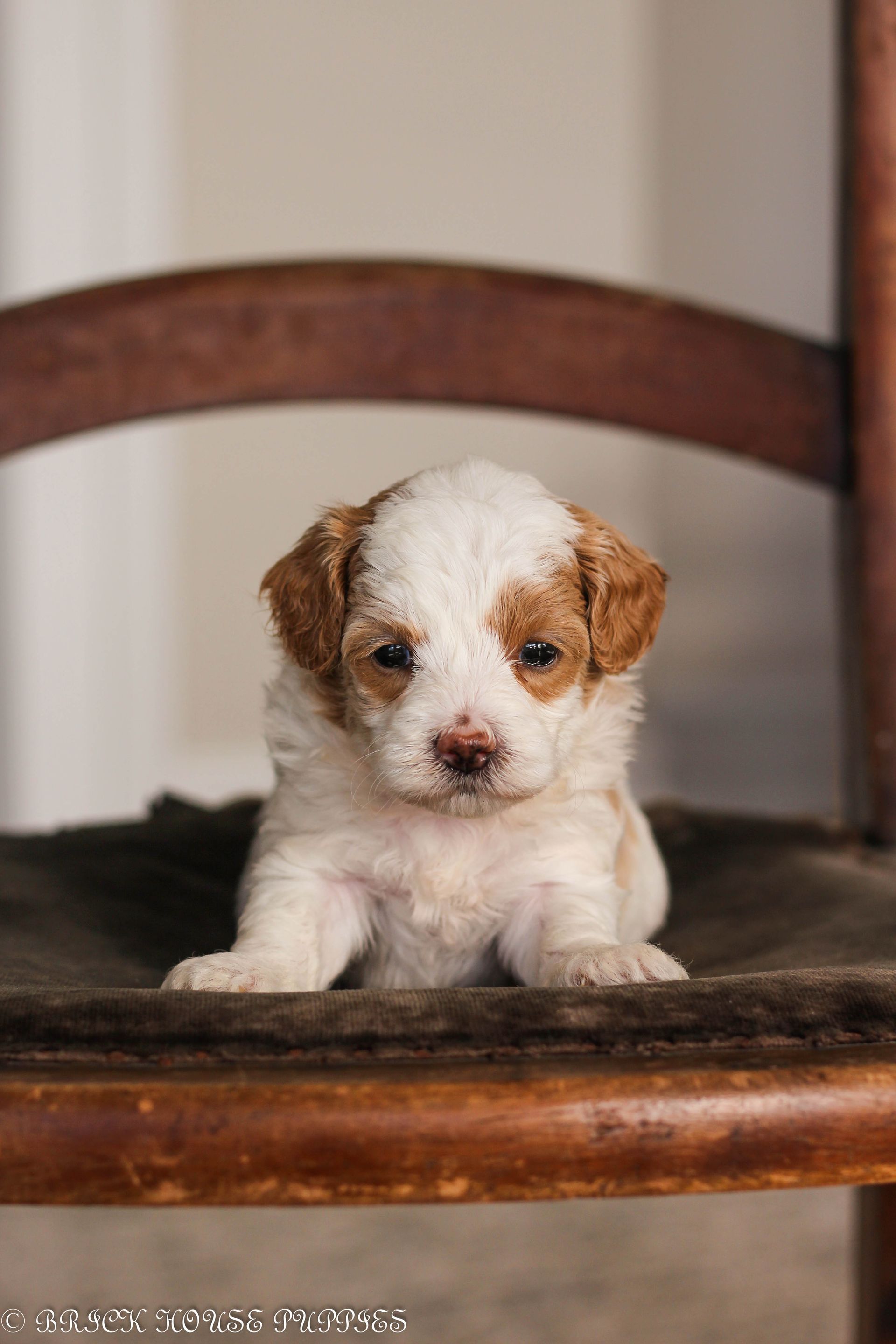 maltipoo puppies for sale, maltipoo puppies, maltese poodle, maltipoo, teddybear puppies for sale, teddybear puppies, puppies for sale, maltipoo breeder, multipoo puppies, multipooh, breeder of ,maltipoo puppies