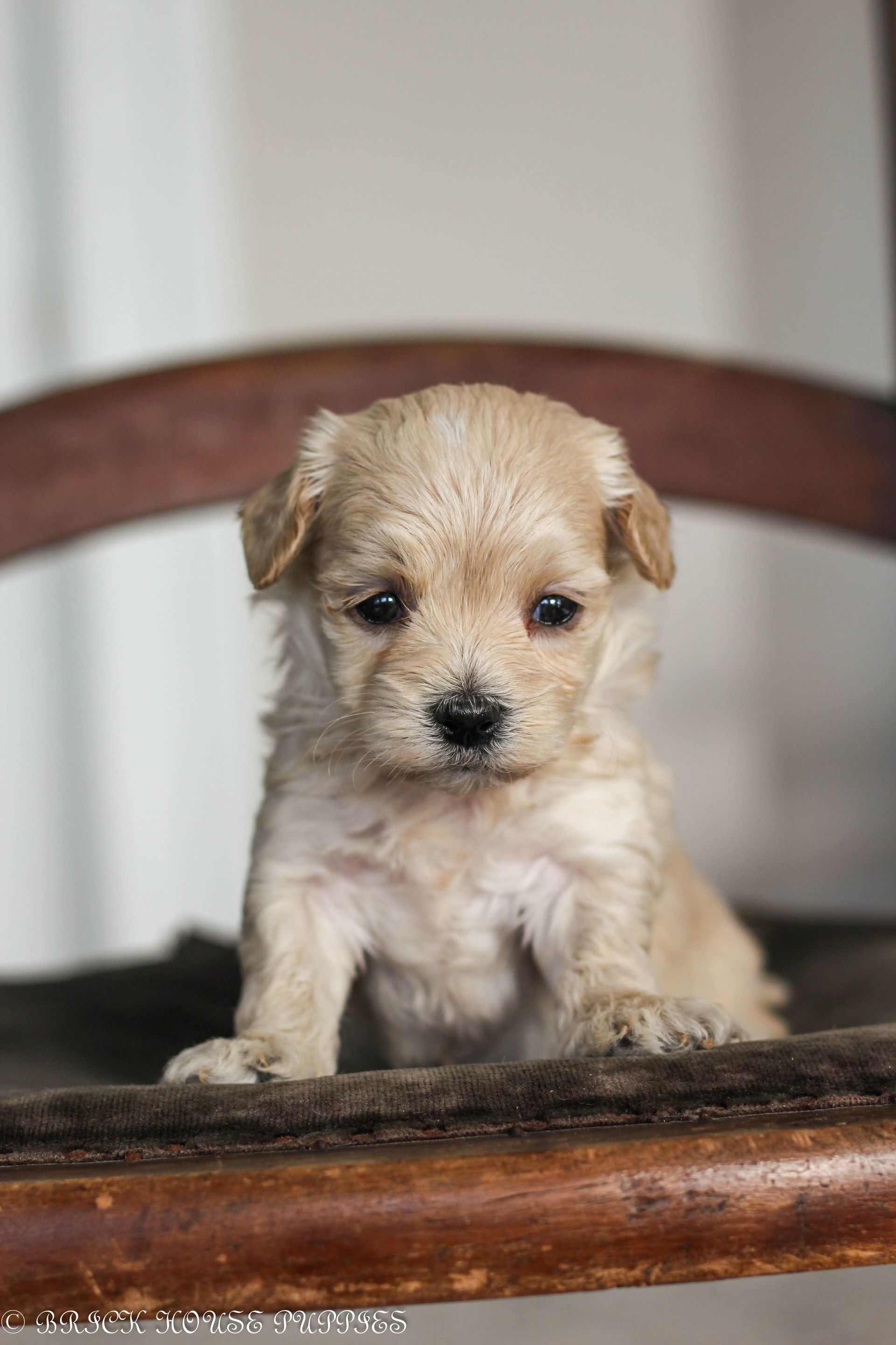 maltipoo puppies for sale, maltipoo puppies, maltese poodle, maltipoo, teddybear puppies for sale, teddybear puppies, puppies for sale, maltipoo breeder, multipoo puppies, multipooh, breeder of ,maltipoo puppies