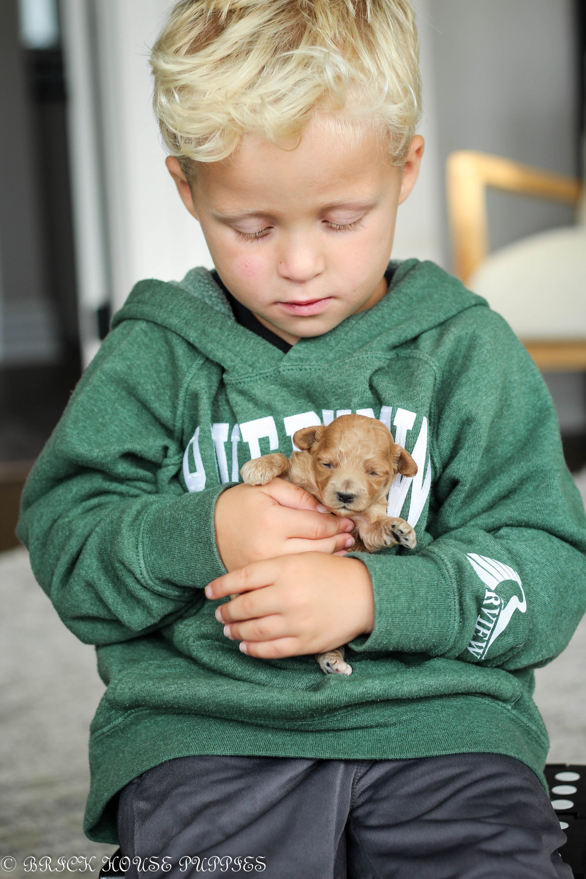 maltipoo puppies for sale, maltipoo puppies, maltese poodle, maltipoo, teddybear puppies for sale, teddybear puppies, puppies for sale, maltipoo breeder, multipoo puppies, multipooh, breeder of ,maltipoo puppies