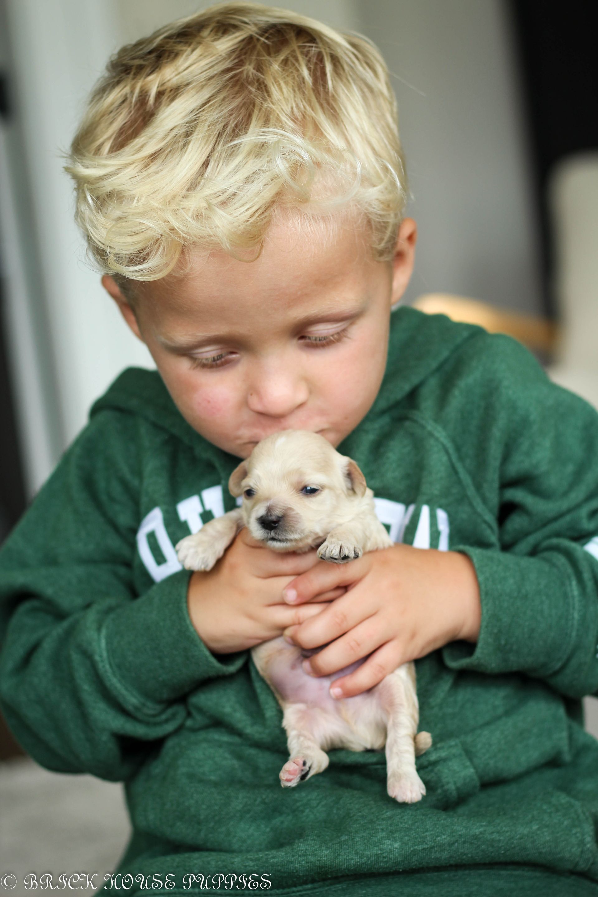 maltipoo puppies for sale, maltipoo puppies, maltese poodle, maltipoo, teddybear puppies for sale, teddybear puppies, puppies for sale, maltipoo breeder, multipoo puppies, multipooh, breeder of ,maltipoo puppies