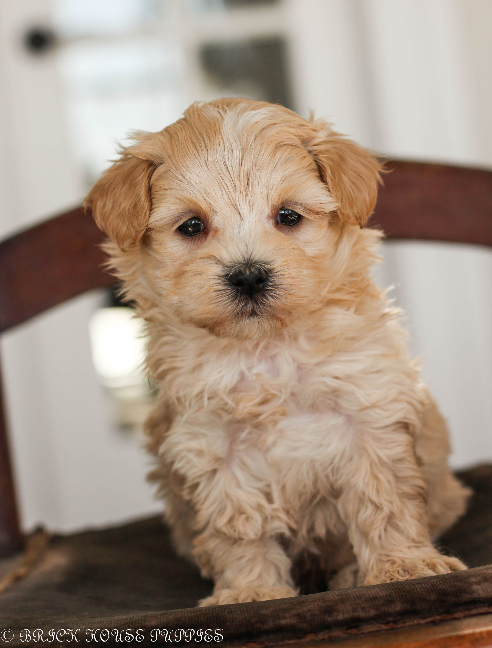 maltipoo puppies for sale, maltipoo puppies, maltese poodle, maltipoo, teddybear puppies for sale, teddybear puppies, puppies for sale, maltipoo breeder, multipoo puppies, multipooh, breeder of ,maltipoo puppies