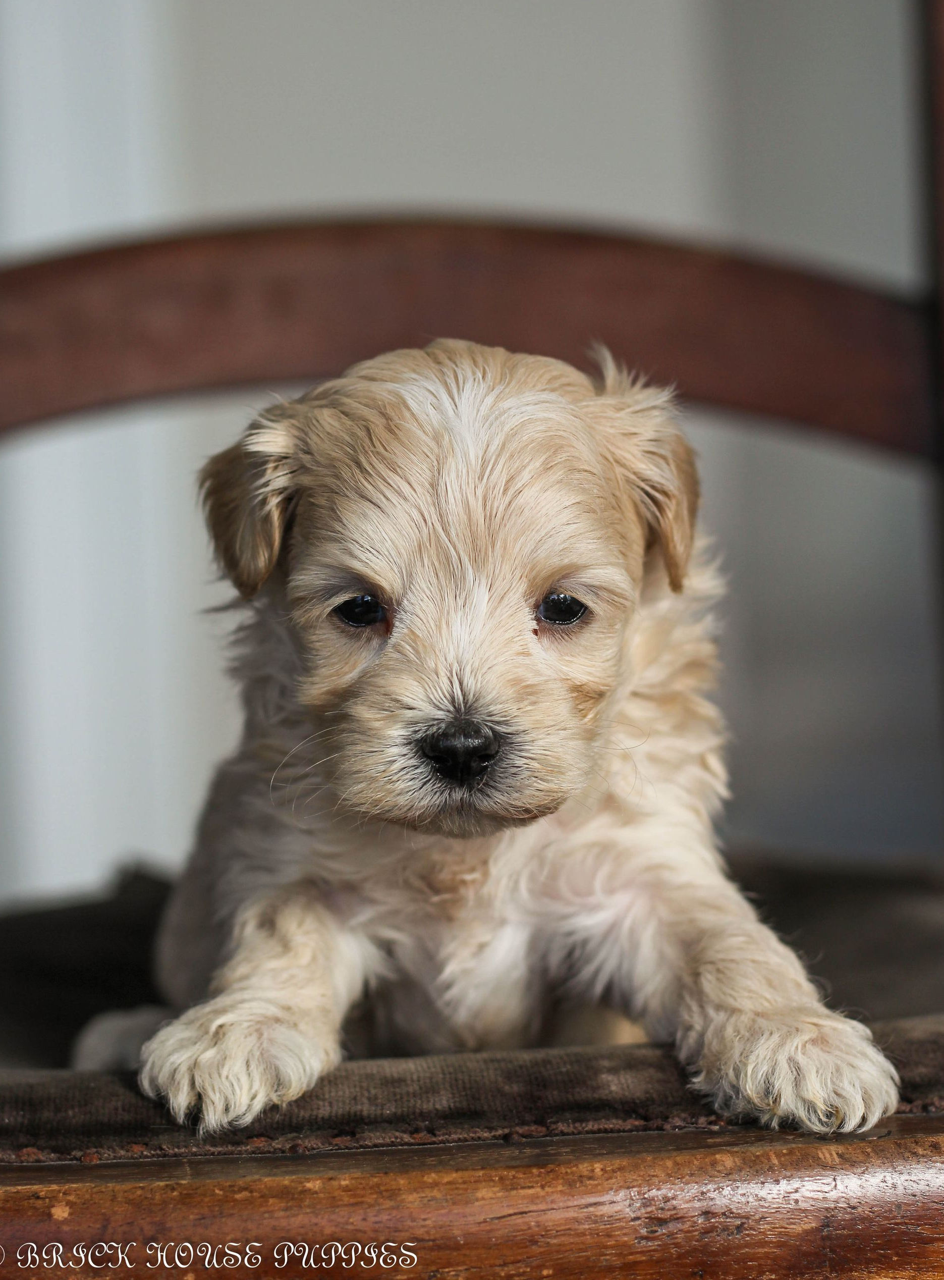 maltipoo puppies for sale, maltipoo puppies, maltese poodle, maltipoo, teddybear puppies for sale, teddybear puppies, puppies for sale, maltipoo breeder, multipoo puppies, multipooh, breeder of ,maltipoo puppies
