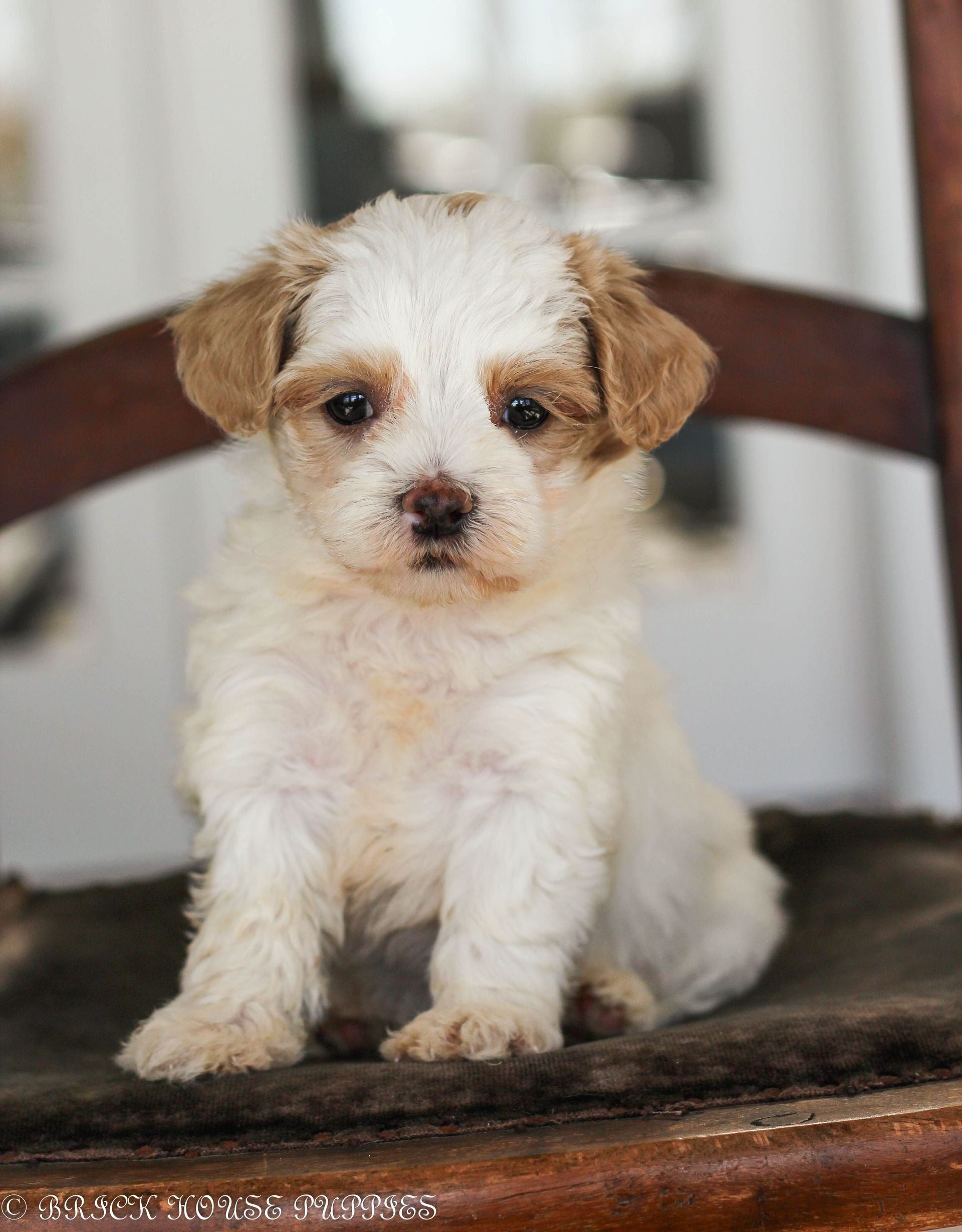 maltipoo puppies for sale, maltipoo puppies, maltese poodle, maltipoo, teddybear puppies for sale, teddybear puppies, puppies for sale, maltipoo breeder, multipoo puppies, multipooh, breeder of ,maltipoo puppies