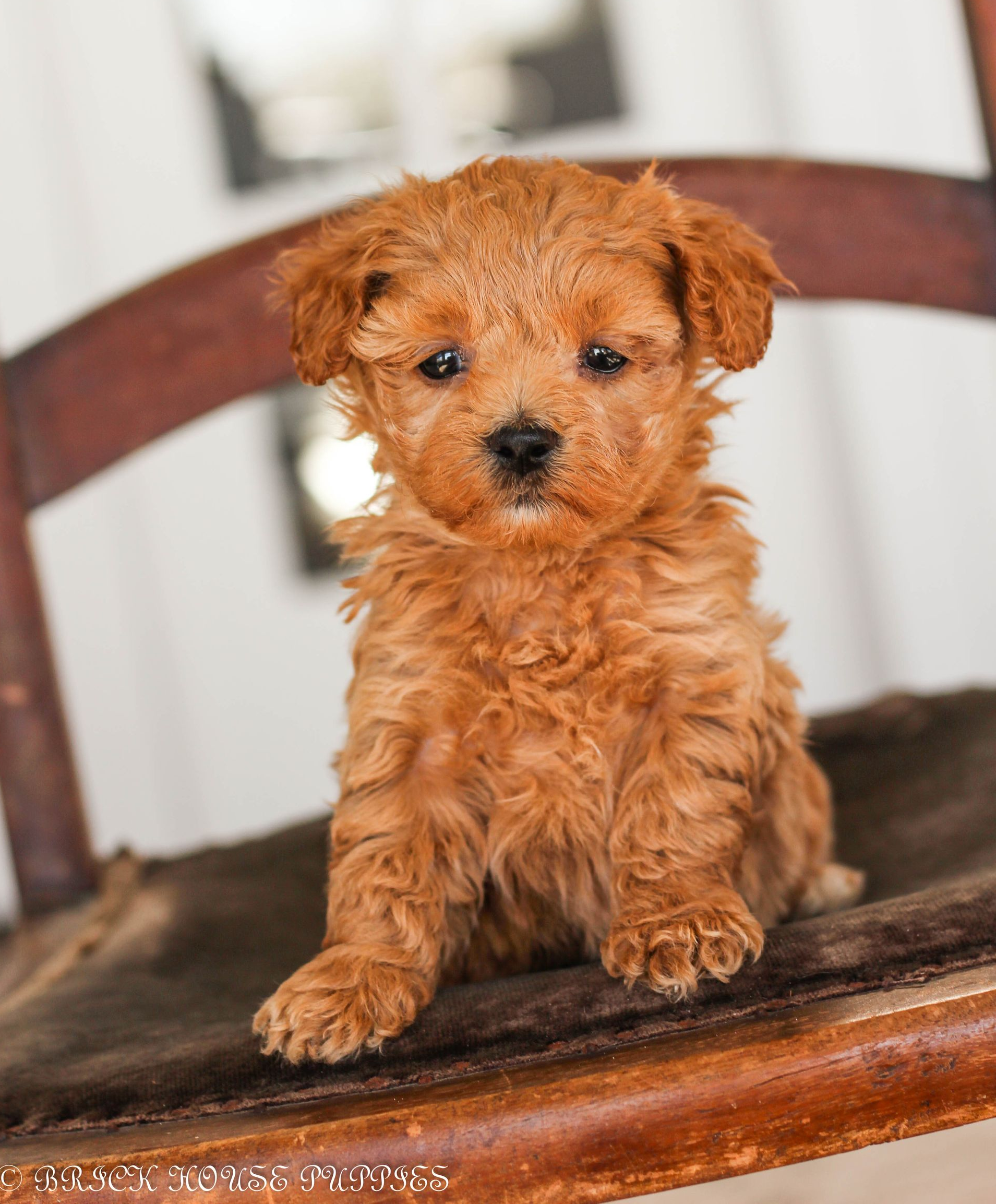 maltipoo puppies for sale, maltipoo puppies, maltese poodle, maltipoo, teddybear puppies for sale, teddybear puppies, puppies for sale, maltipoo breeder, multipoo puppies, multipooh, breeder of ,maltipoo puppies