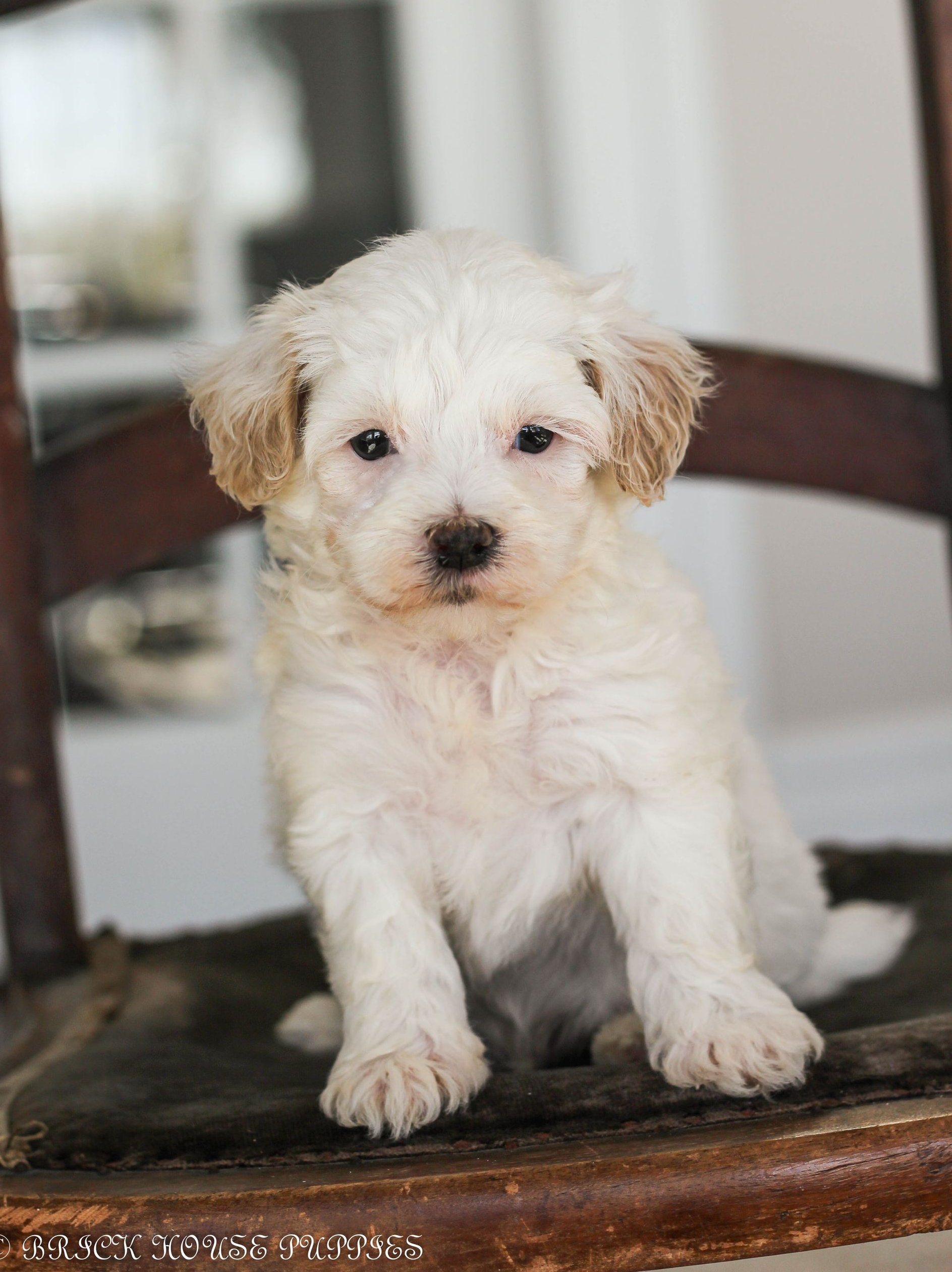 maltipoo puppies for sale, maltipoo puppies, maltese poodle, maltipoo, teddybear puppies for sale, teddybear puppies, puppies for sale, maltipoo breeder, multipoo puppies, multipooh, breeder of ,maltipoo puppies