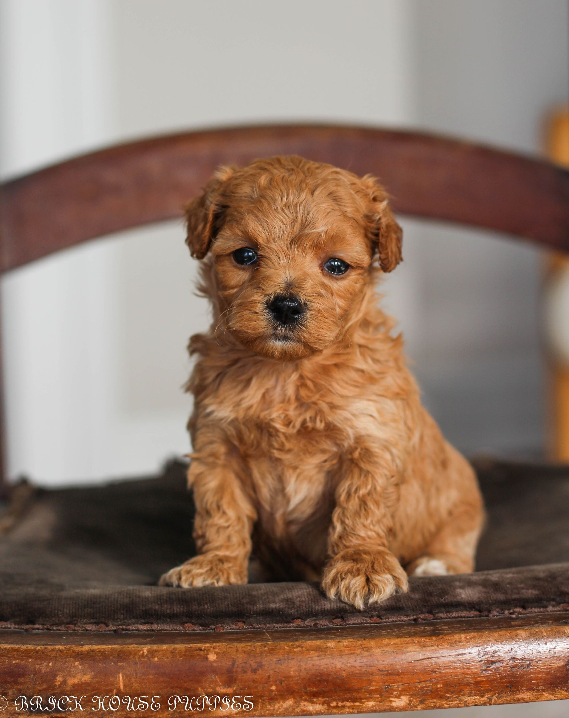 maltipoo puppies for sale, maltipoo puppies, maltese poodle, maltipoo, teddybear puppies for sale, teddybear puppies, puppies for sale, maltipoo breeder, multipoo puppies, multipooh, breeder of ,maltipoo puppies