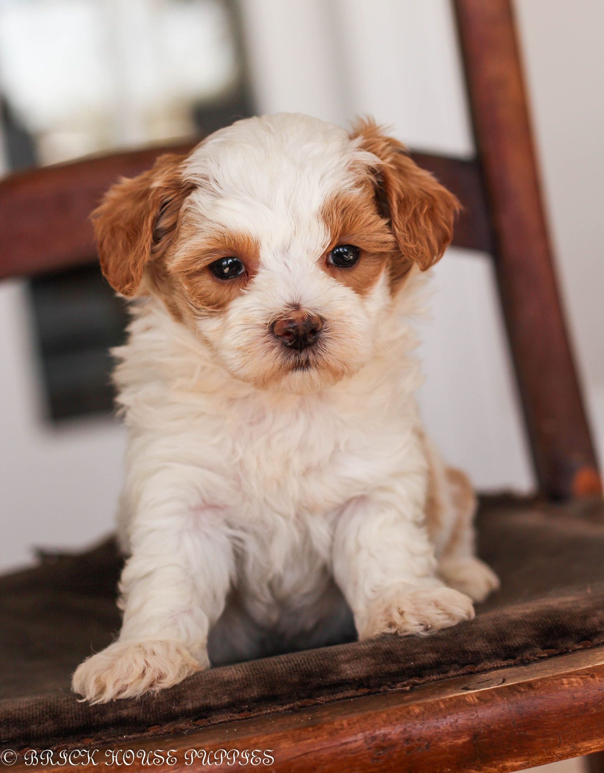 maltipoo puppies for sale, maltipoo puppies, maltese poodle, maltipoo, teddybear puppies for sale, teddybear puppies, puppies for sale, maltipoo breeder, multipoo puppies, multipooh, breeder of ,maltipoo puppies