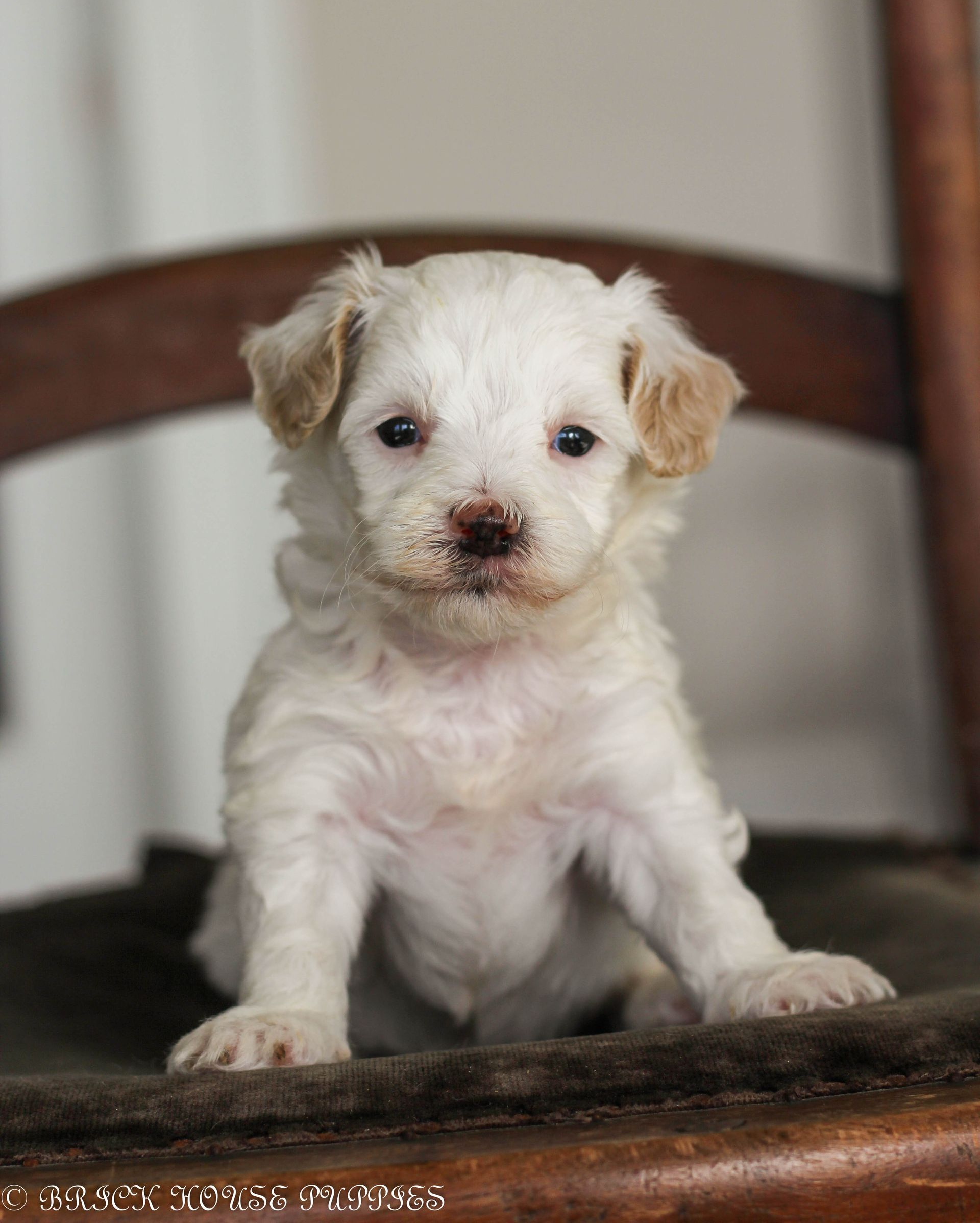 maltipoo puppies for sale, maltipoo puppies, maltese poodle, maltipoo, teddybear puppies for sale, teddybear puppies, puppies for sale, maltipoo breeder, multipoo puppies, multipooh, breeder of ,maltipoo puppies