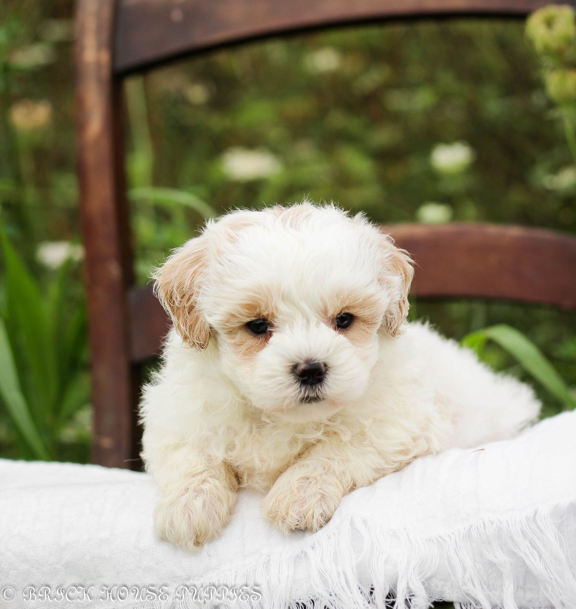 maltipoo puppies for sale, maltipoo puppies, maltese poodle, maltipoo, teddybear puppies for sale, teddybear puppies, puppies for sale, maltipoo breeder, multipoo puppies, multipooh, breeder of ,maltipoo puppies