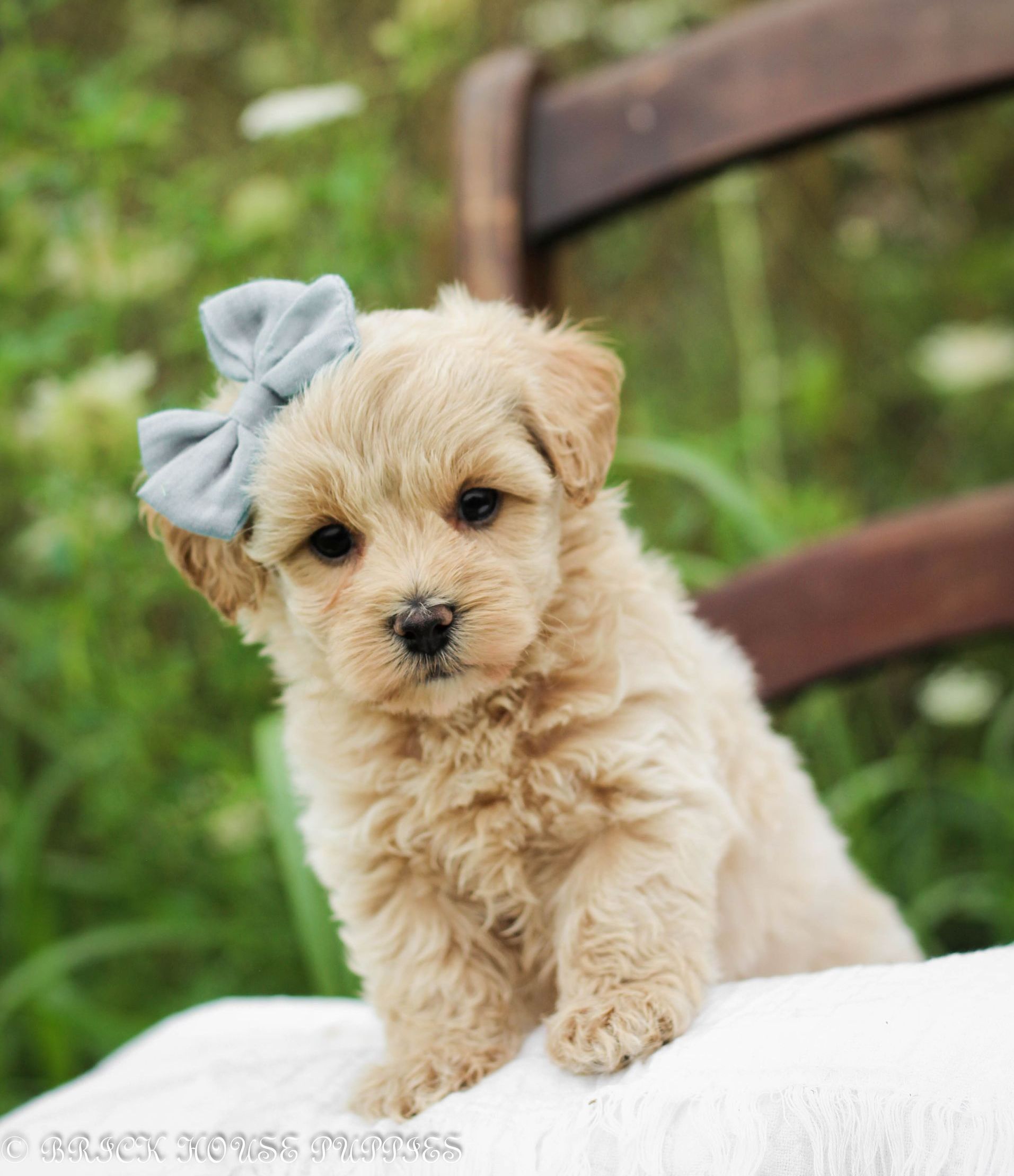 maltipoo puppies for sale, maltipoo puppies, maltese poodle, maltipoo, teddybear puppies for sale, teddybear puppies, puppies for sale, maltipoo breeder, multipoo puppies, multipooh, breeder of ,maltipoo puppies