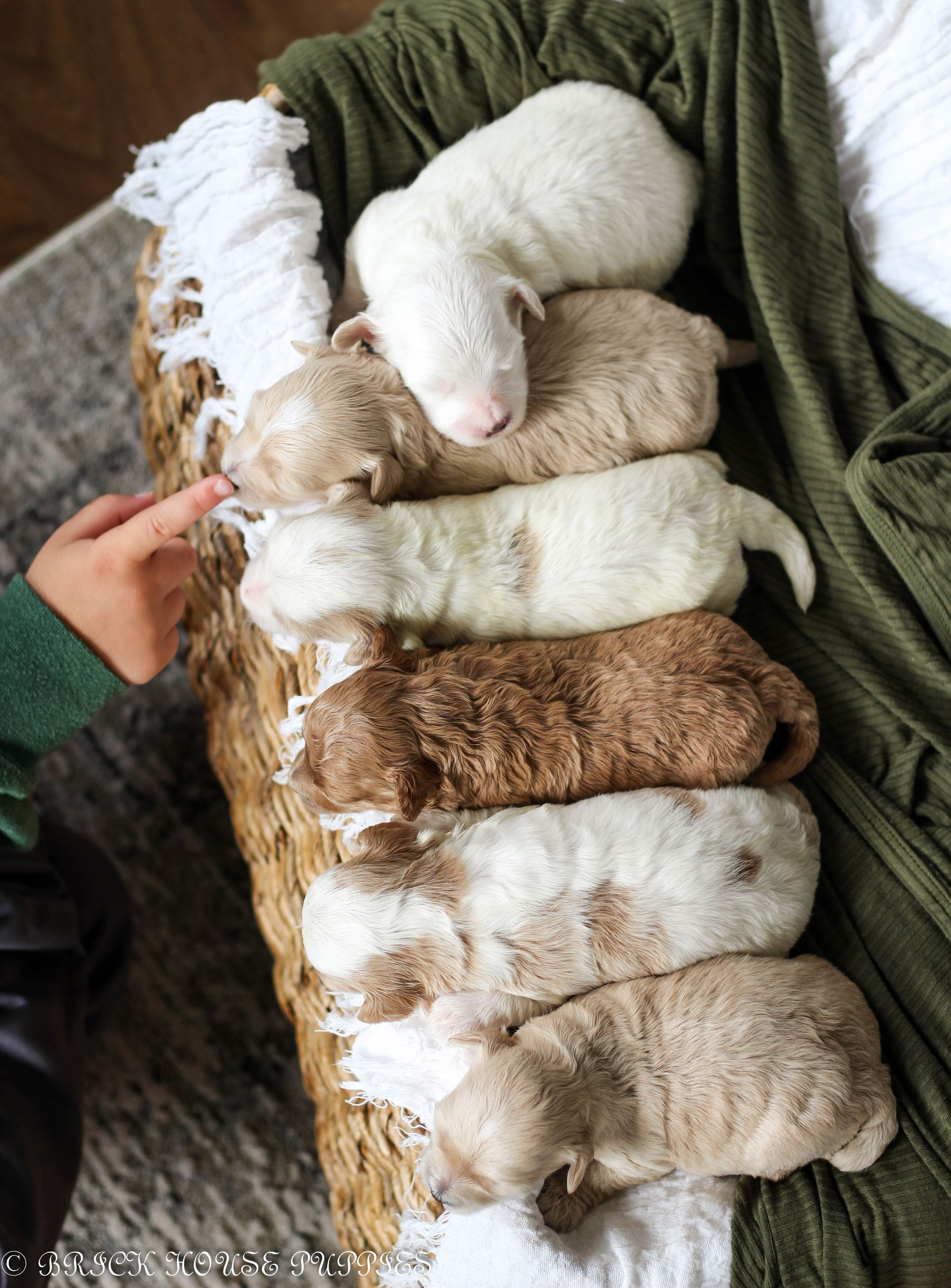 maltipoo puppies for sale, maltipoo puppies, maltese poodle, maltipoo, teddybear puppies for sale, teddybear puppies, puppies for sale, maltipoo breeder, multipoo puppies, multipooh, breeder of ,maltipoo puppies