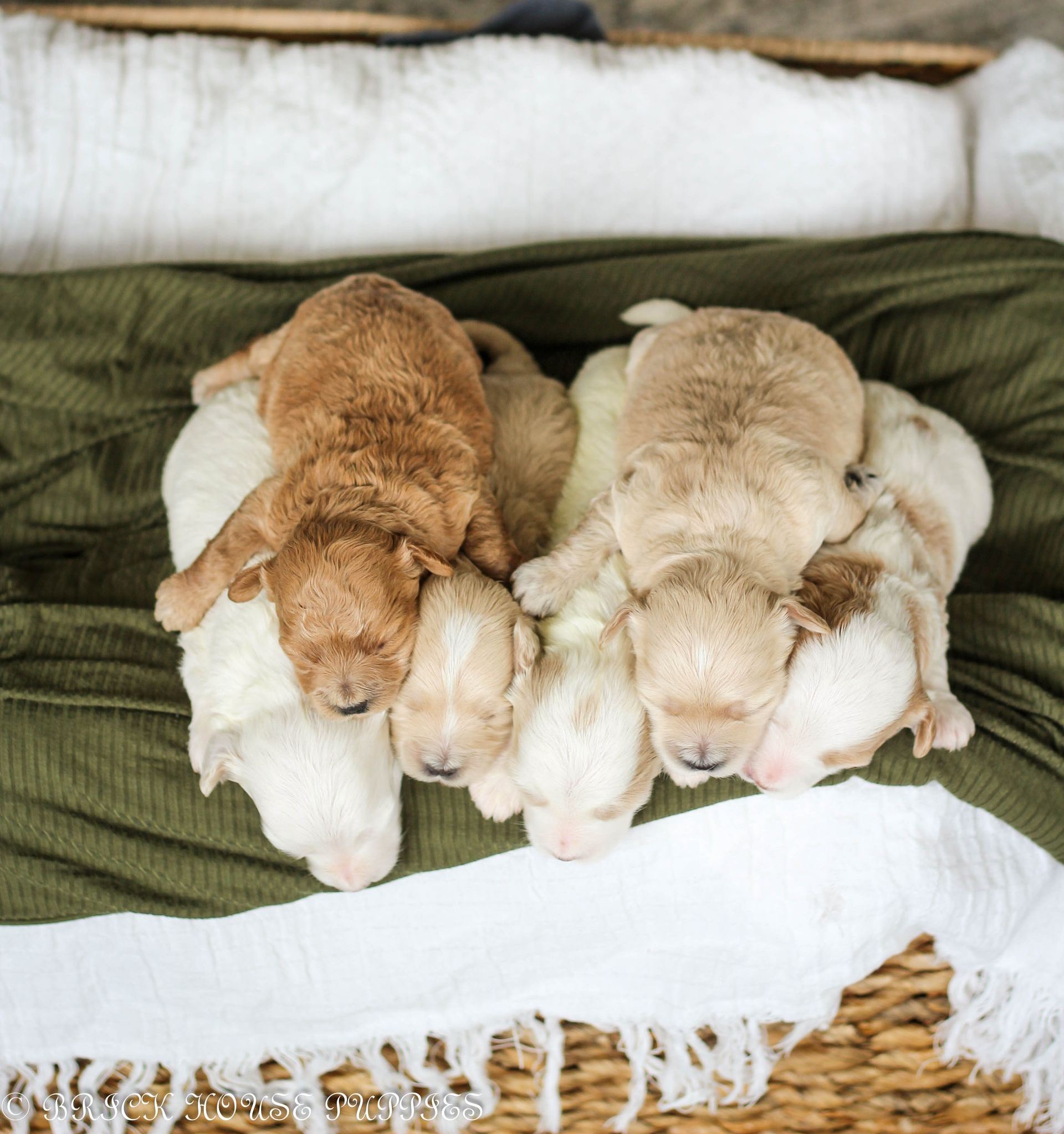 maltipoo puppies for sale, maltipoo puppies, maltese poodle, maltipoo, teddybear puppies for sale, teddybear puppies, puppies for sale, maltipoo breeder, multipoo puppies, multipooh, breeder of ,maltipoo puppies