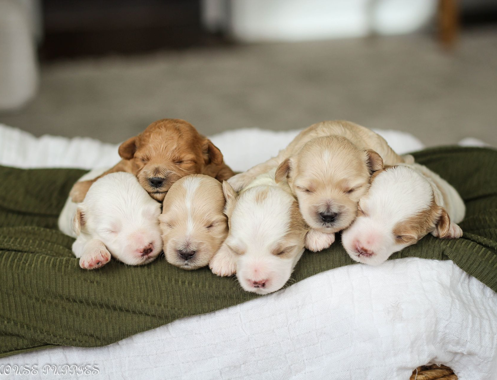 maltipoo puppies for sale, maltipoo puppies, maltese poodle, maltipoo, teddybear puppies for sale, teddybear puppies, puppies for sale, maltipoo breeder, multipoo puppies, multipooh, breeder of ,maltipoo puppies
