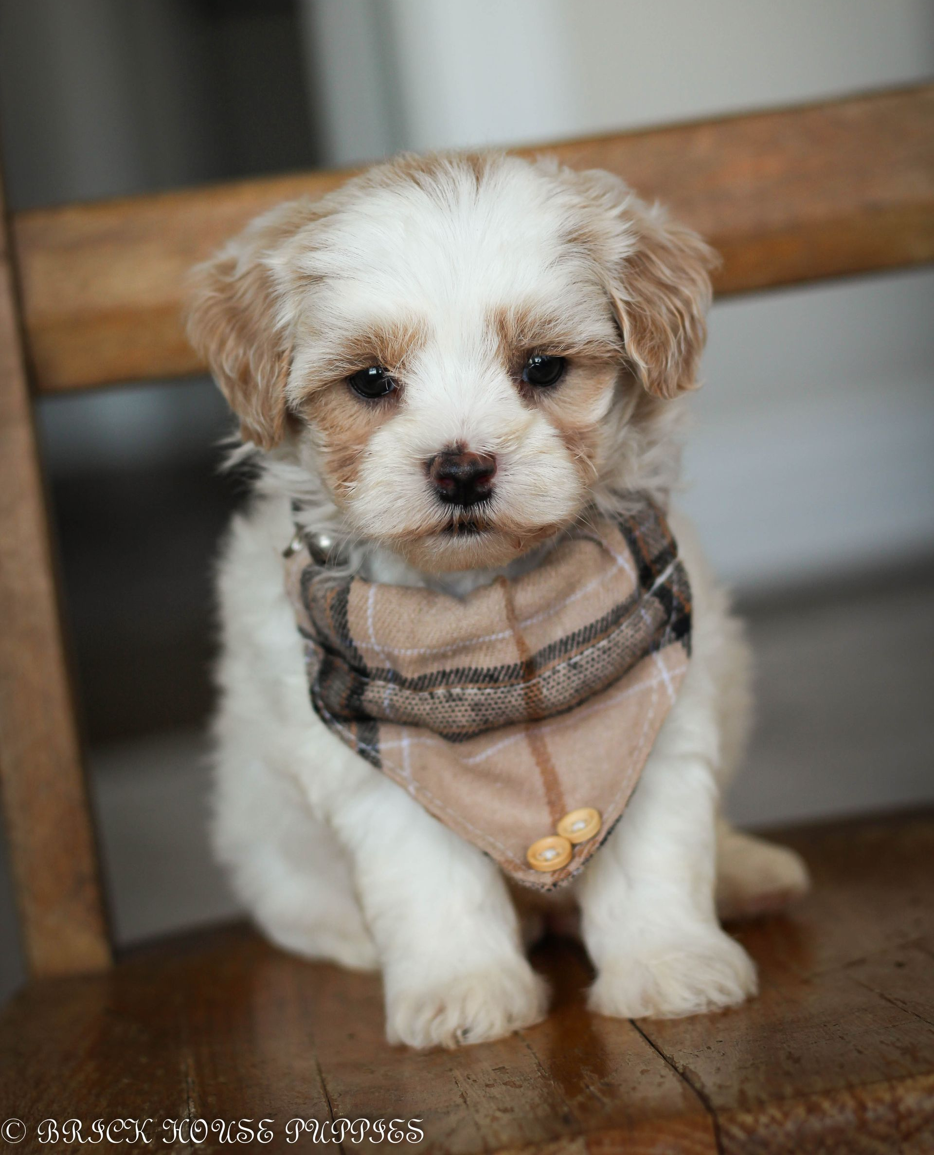 maltipoo puppies for sale, maltipoo puppies, maltese poodle, maltipoo, teddybear puppies for sale, teddybear puppies, puppies for sale, maltipoo breeder, multipoo puppies, multipooh, breeder of ,maltipoo puppies