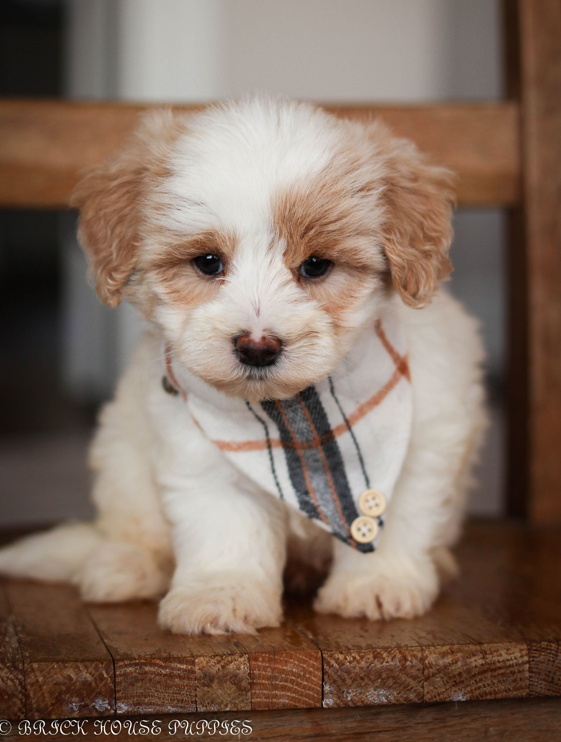 maltipoo puppies for sale, maltipoo puppies, maltese poodle, maltipoo, teddybear puppies for sale, teddybear puppies, puppies for sale, maltipoo breeder, multipoo puppies, multipooh, breeder of ,maltipoo puppies