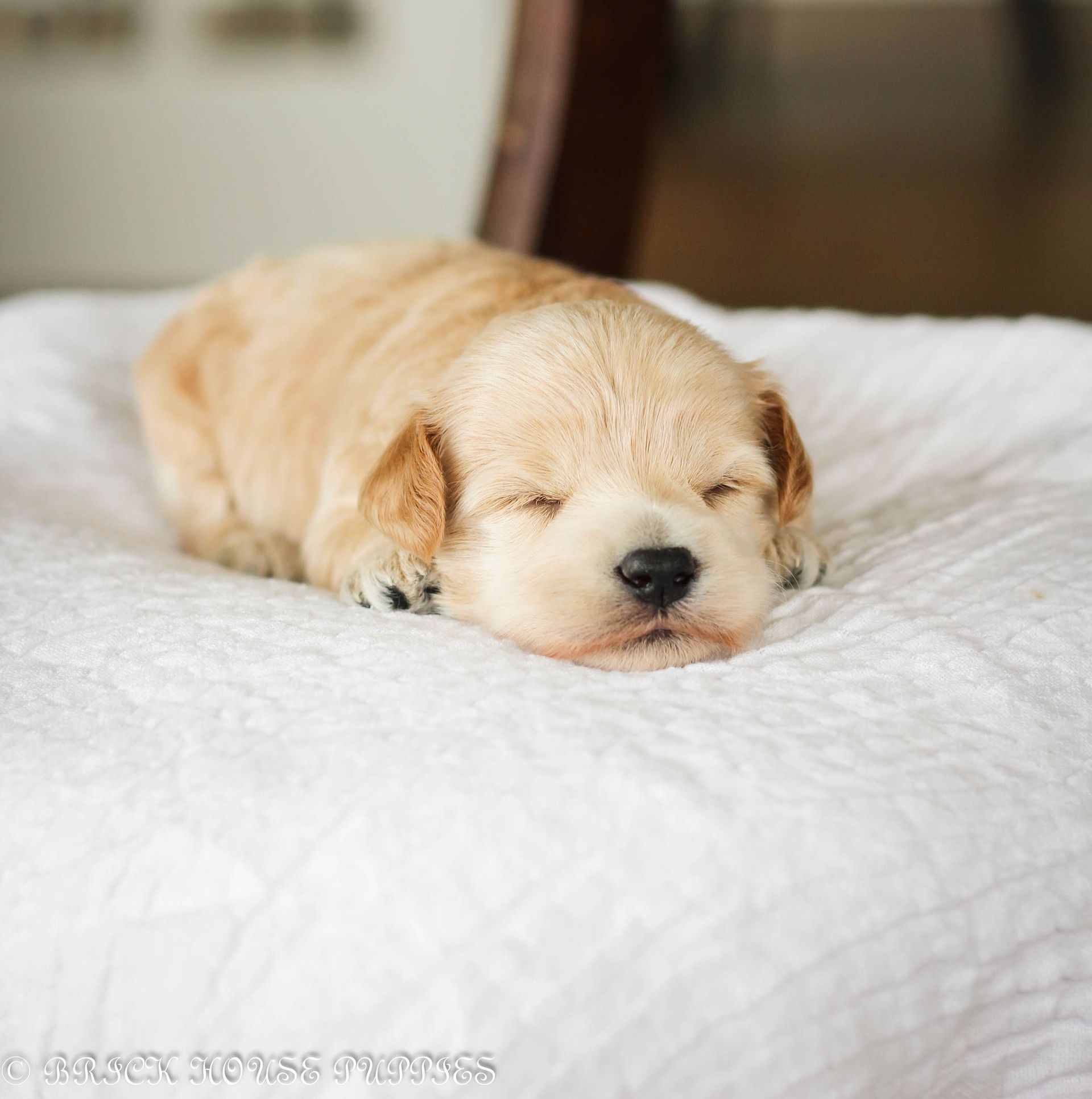 maltipoo puppies for sale, maltipoo puppies, maltese poodle, maltipoo, teddybear puppies for sale, teddybear puppies, puppies for sale, maltipoo breeder, multipoo puppies, multipooh, breeder of ,maltipoo puppies, multipoo puppies for sale, multipoo puppies, multipoo, multipoo breeder