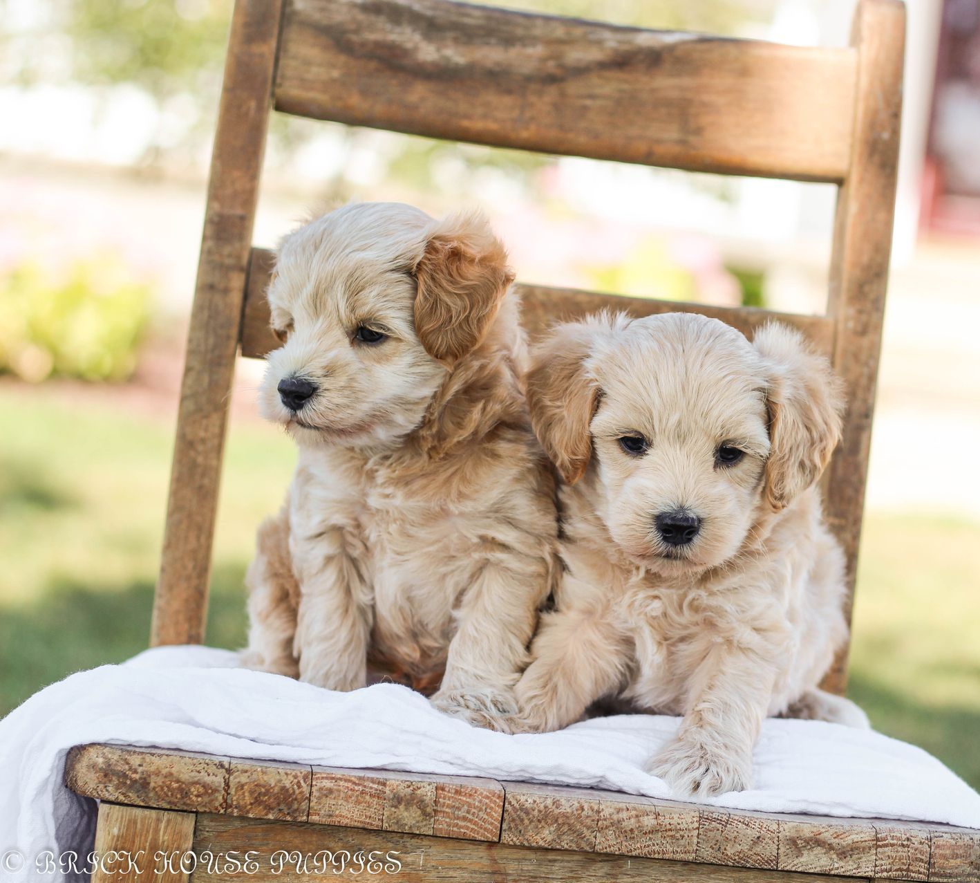 maltipoo puppies for sale, maltipoo puppies, maltese poodle, maltipoo, teddybear puppies for sale, teddybear puppies, puppies for sale, maltipoo breeder, multipoo puppies, multipooh, breeder of ,maltipoo puppies, multipoo puppies for sale, multipoo puppies, multipoo, multipoo breeder