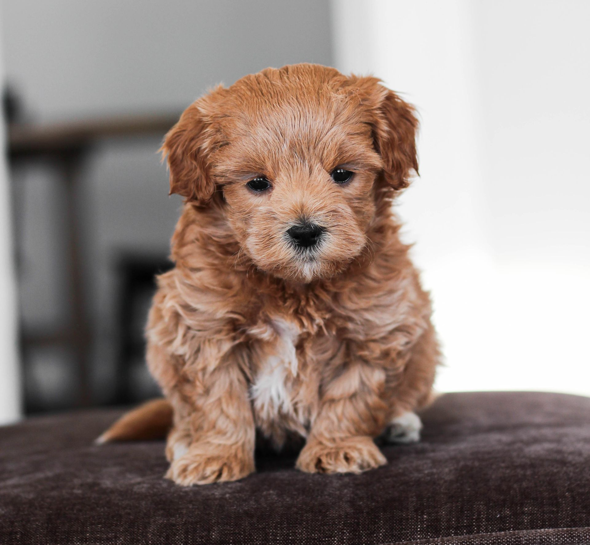 maltipoo puppies for sale, maltipoo puppies, maltese poodle, maltipoo, teddybear puppies for sale, teddybear puppies, puppies for sale, maltipoo breeder, multipoo puppies, multipooh, breeder of ,maltipoo puppies