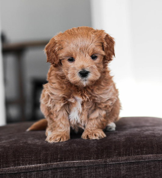 shihpoo puppies for sale, shihpoo puppies, shihpoo, shihpoo breeder, teddybear puppies for sale, teddybear puppies, teddybear puppy, shihtzu poodle puppies, puppies for sale, puppies for sale near me, poochon breeder, poochon puppies for sale, poochon puppies, poochon breeder, maltipoo puppies for sale, maltipoo, maltipoo breeder, maltipoo puppies, malti poo, multipoo, maltepoo