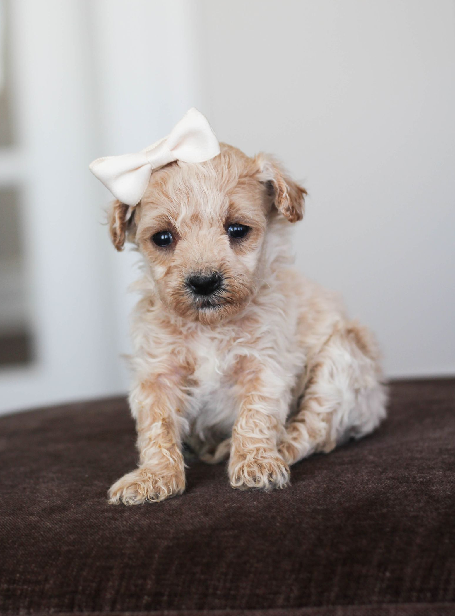 Poochon Puppies for sale, poochon puppies, bichpoo puppies, teddybear puppies for sale, teddybear puppies, teddybear puppy breeder, poochon breeder, puppies for sale
