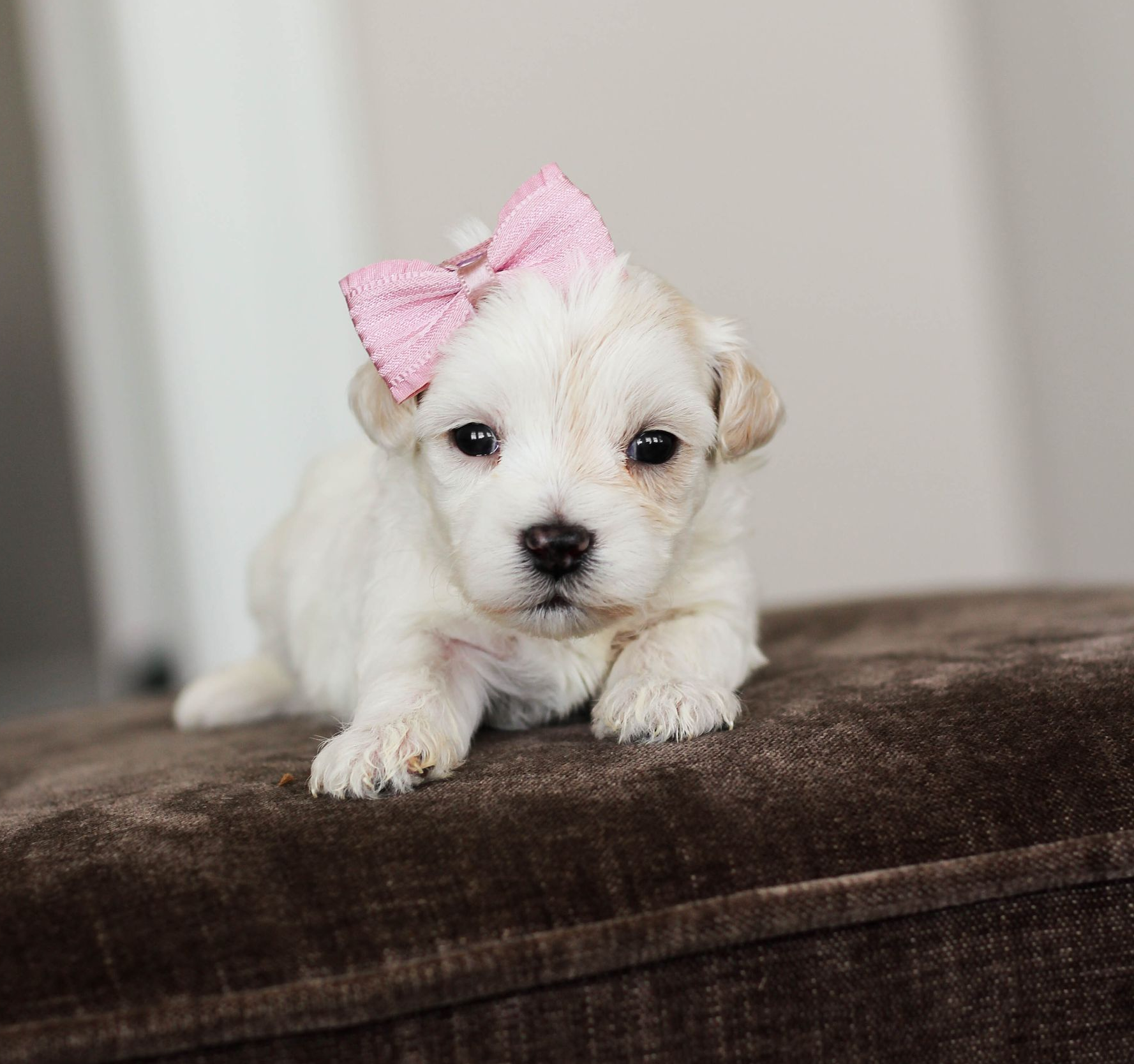 maltipoo puppies for sale, maltipoo puppies, maltese poodle, maltipoo, teddybear puppies for sale, teddybear puppies, puppies for sale, maltipoo breeder, multipoo puppies, multipooh, breeder of ,maltipoo puppies