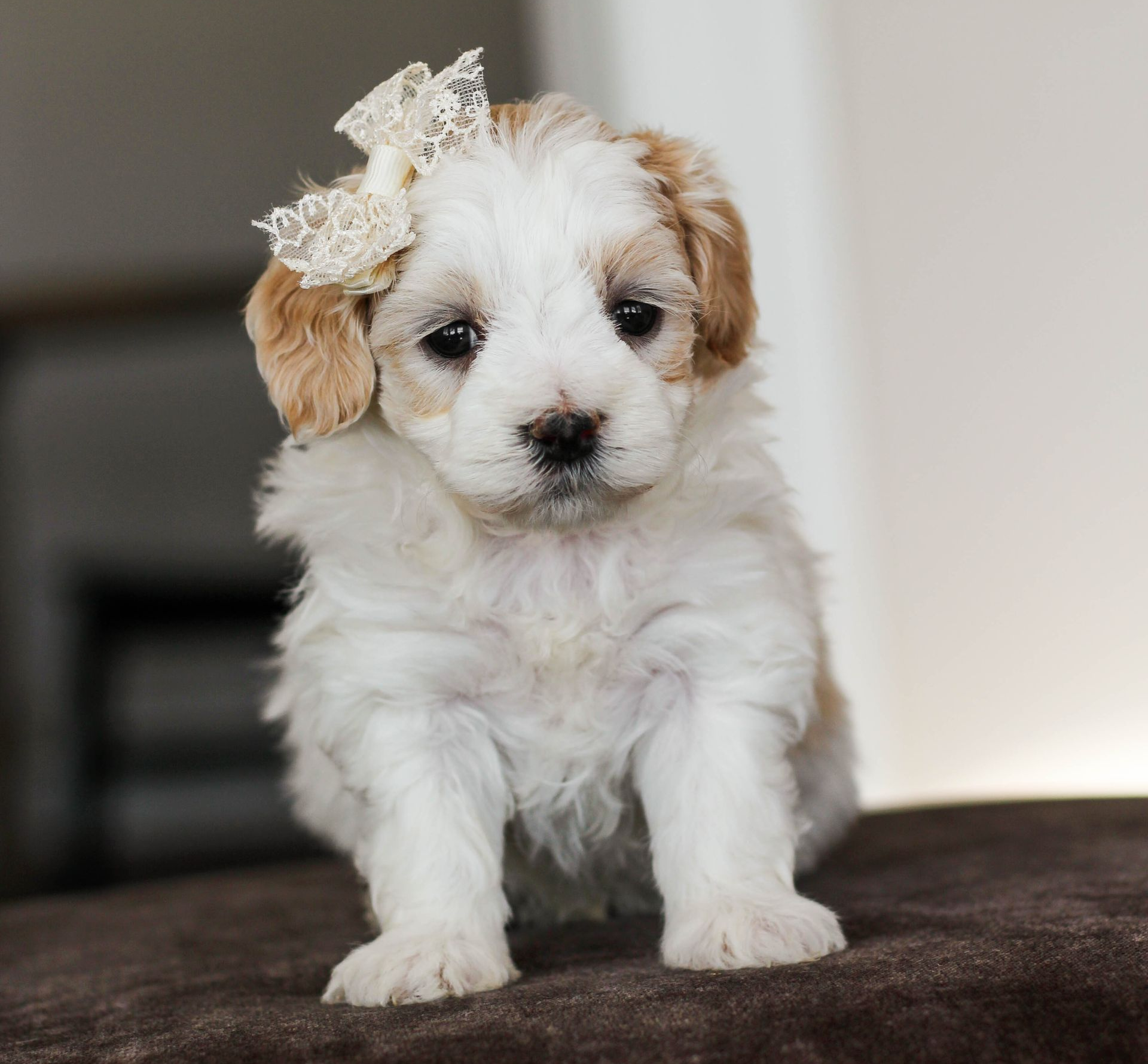 maltipoo puppies for sale, maltipoo puppies, maltese poodle, maltipoo, teddybear puppies for sale, teddybear puppies, puppies for sale, maltipoo breeder, multipoo puppies, multipooh, breeder of ,maltipoo puppies
