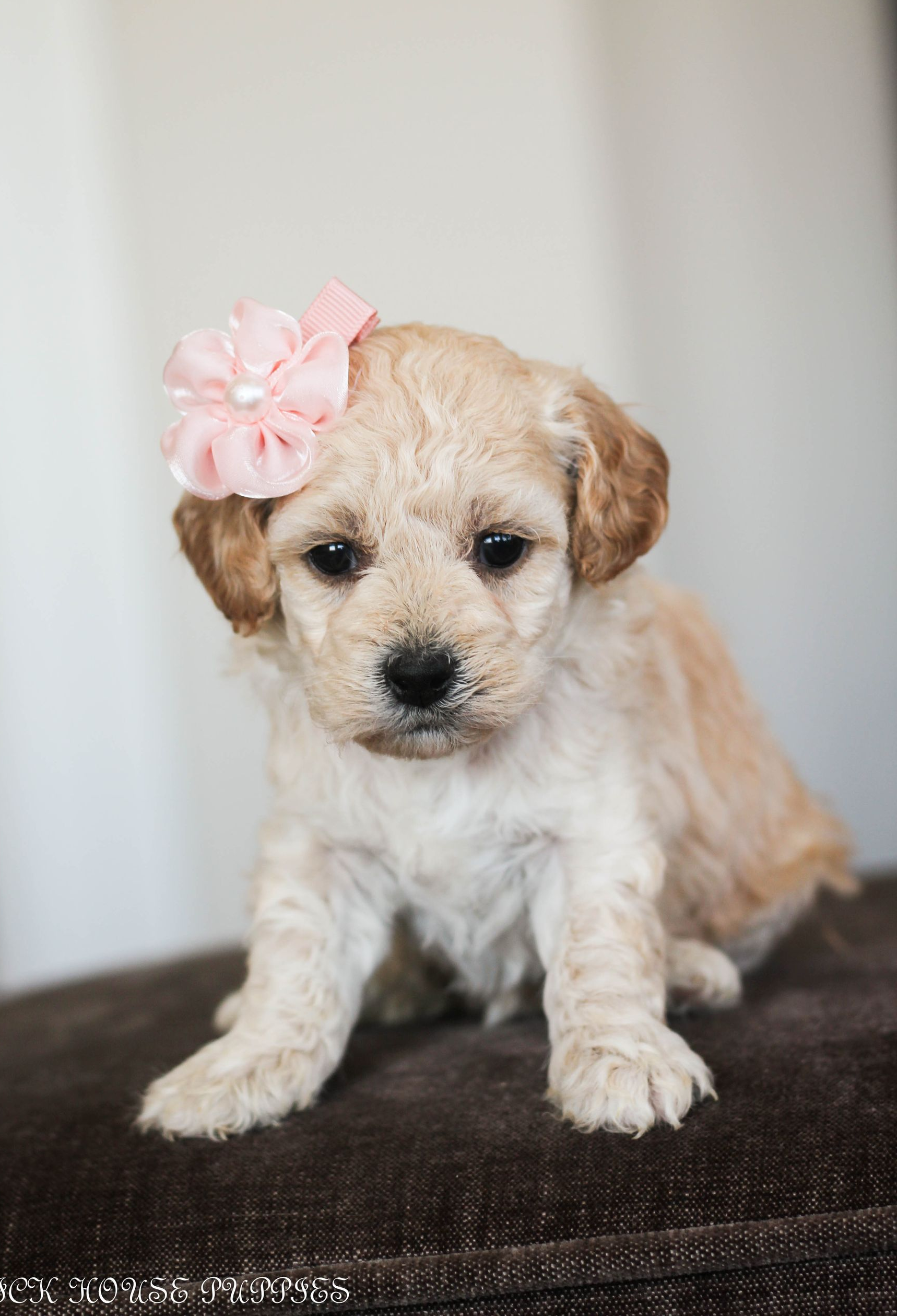 Poochon Puppies for sale, poochon puppies, bichpoo puppies, teddybear puppies for sale, teddybear puppies, teddybear puppy breeder, poochon breeder, puppies for sale