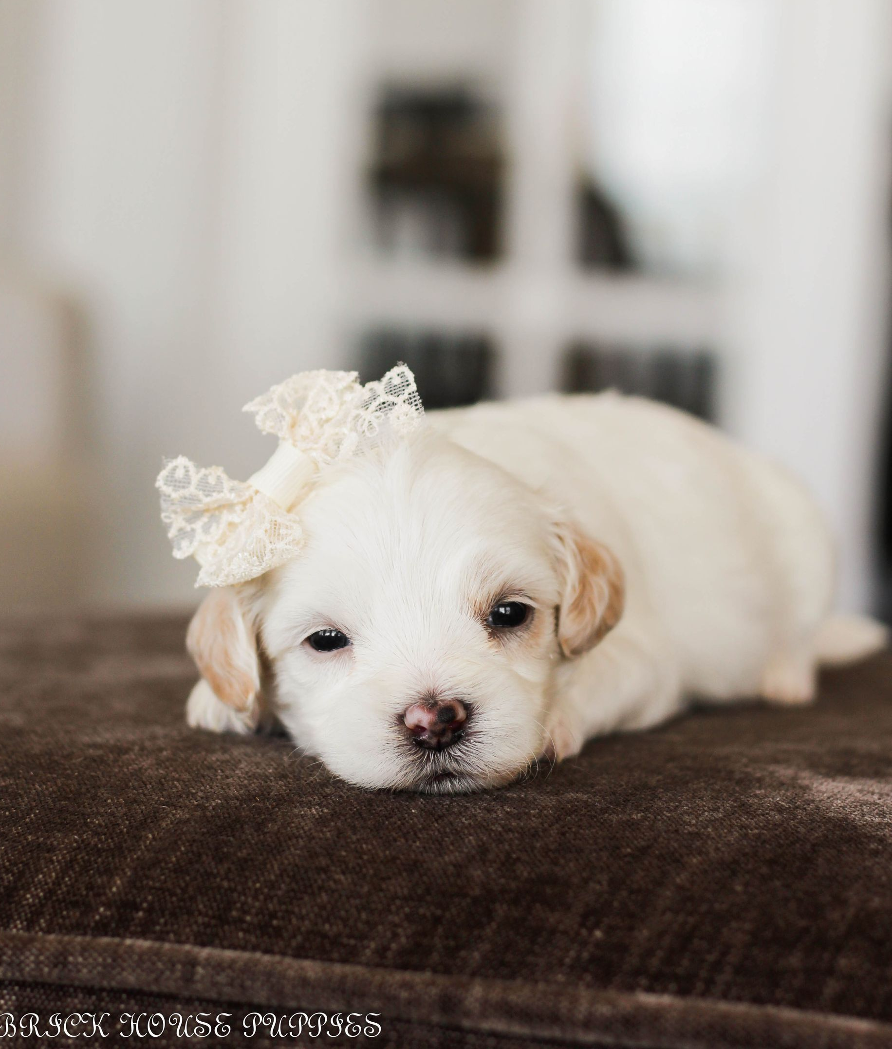 maltipoo puppies for sale, maltipoo puppies, maltese poodle, maltipoo, teddybear puppies for sale, teddybear puppies, puppies for sale, maltipoo breeder, multipoo puppies, multipooh, breeder of ,maltipoo puppies