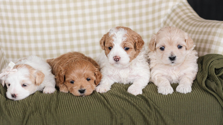 shihpoo puppies for sale, shihpoo puppies, shihpoo, shihpoo breeder, teddybear puppies for sale, teddybear puppies, teddybear puppy, shihtzu poodle puppies, puppies for sale, puppies for sale near me, poochon breeder, poochon puppies for sale, poochon puppies, poochon breeder, maltipoo puppies for sale, maltipoo, maltipoo breeder, maltipoo puppies, malti poo, multipoo, maltepoo