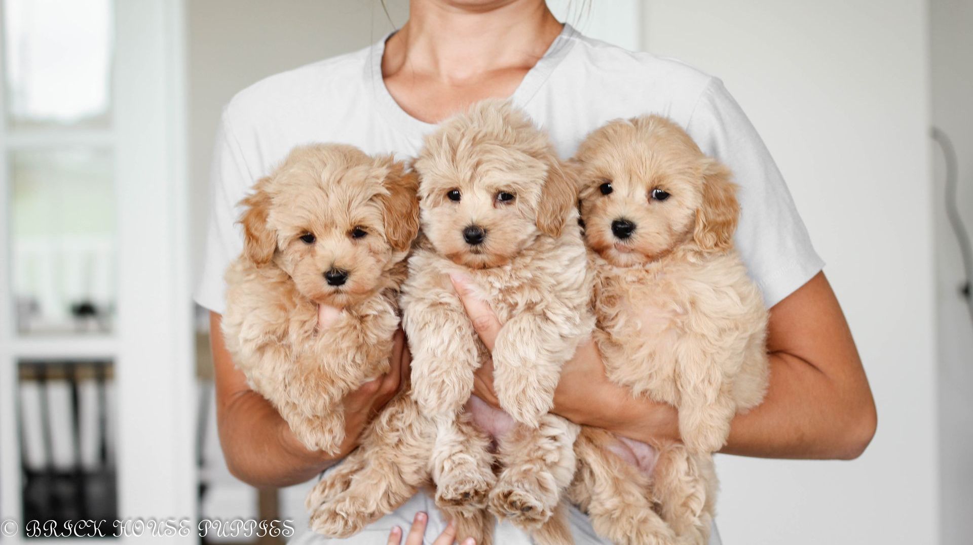 maltipoo puppies for sale, maltipoo puppies, maltese poodle, maltipoo, teddybear puppies for sale, teddybear puppies, puppies for sale, maltipoo breeder, multipoo puppies, multipooh, breeder of ,maltipoo puppies, multipoo puppies for sale, multipoo puppies, multipoo, multipoo breeder