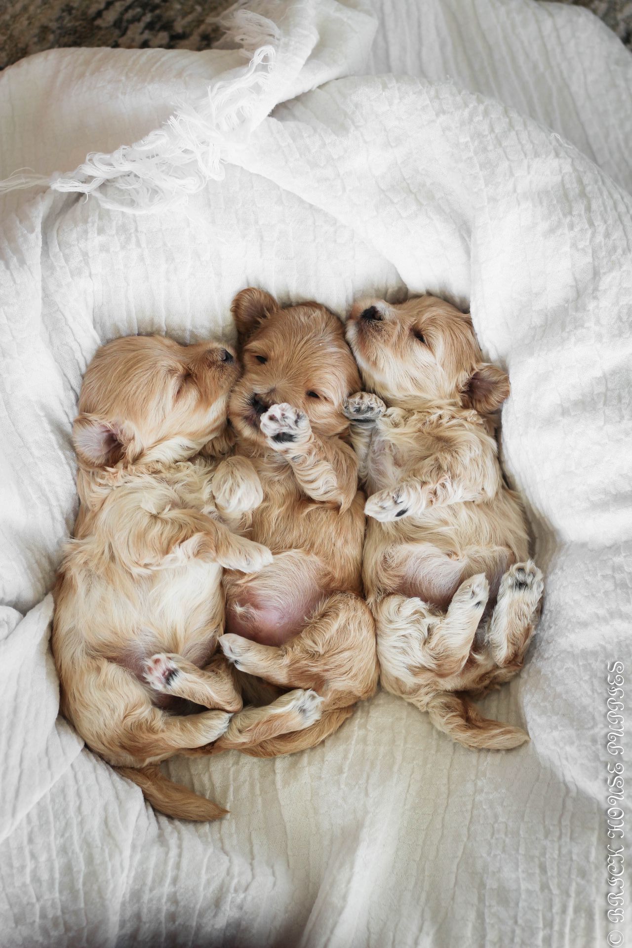 maltipoo puppies for sale, maltipoo puppies, maltese poodle, maltipoo, teddybear puppies for sale, teddybear puppies, puppies for sale, maltipoo breeder, multipoo puppies, multipooh, breeder of ,maltipoo puppies