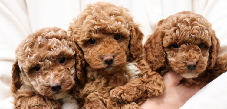 maltipoo puppies for sale, maltipoo breeder, maltipoo, maltipoo puppies, teddybear puppies for sale, multipoo puppies