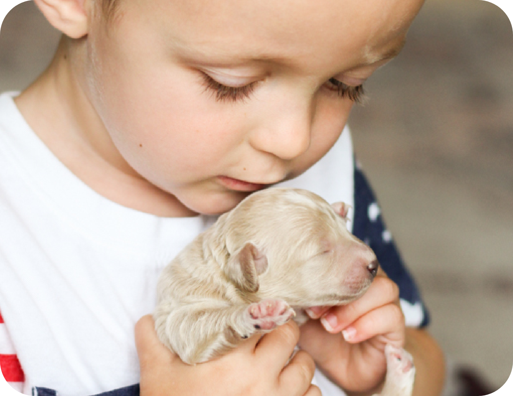 poochon puppies for sale, poochon puppy, shihpoo puppies for sale, shihpoo puppy, maltipoo puppies for sale, maltipoo puppies, poochon breeder, poochon, shihpoo breeder, shihpoo, mlatipoo breeder, maltipoo, teddybear puppy breeder, teddybear breeder, teddybear puppies for sale, dog breeder, brick house puppies, puppy breeder, f1 hybrid puppies, hypoallergenic puppies, doodle puppies, puppies of sale, puppies for sale near me, designer puppies, healthy puppies, poodle mix, poodle,  